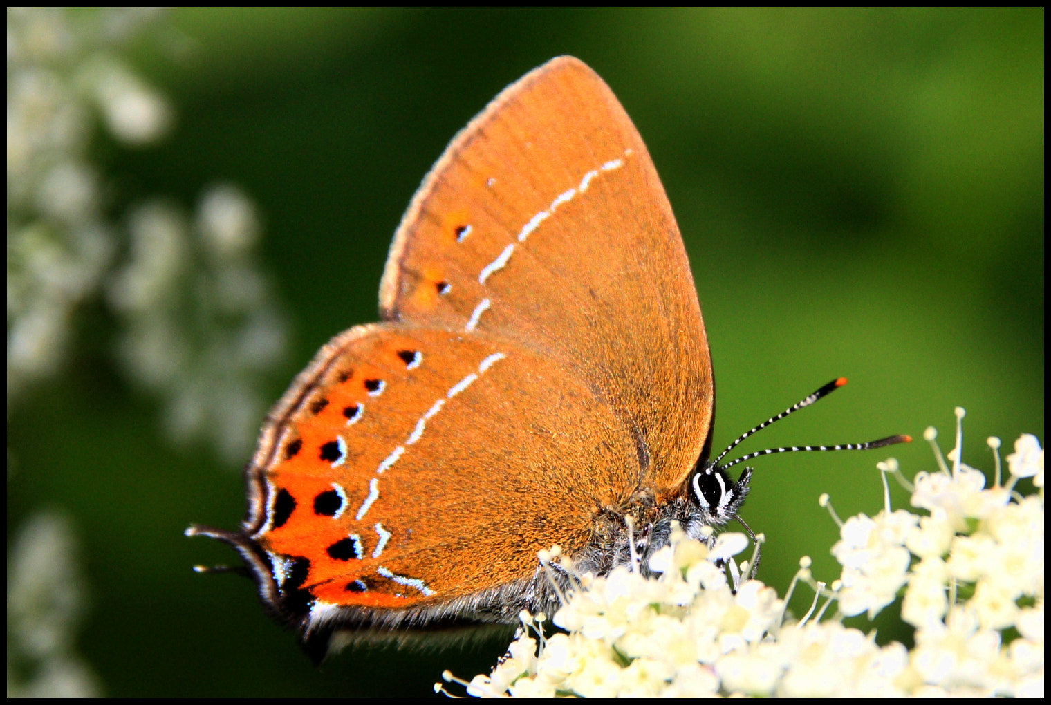 Sigma 18-125mm F3.8-5.6 DC OS HSM sample photo. Butterfly photography