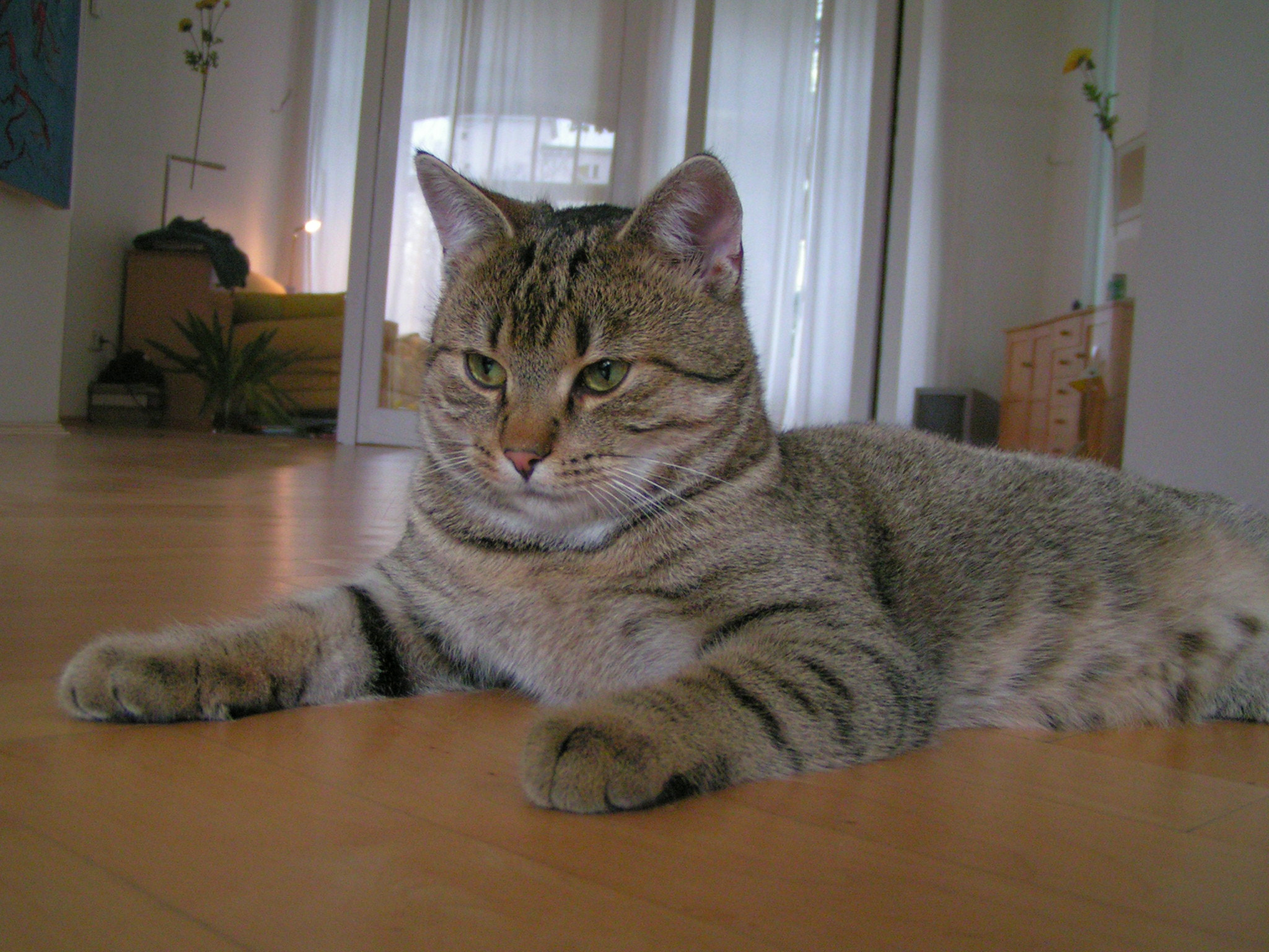 KONICA MINOLTA DiMAGE Z1 sample photo. Little tiger photography