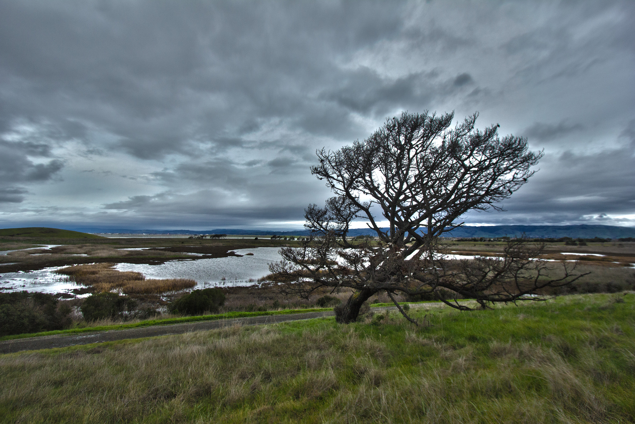 Canon EF-S 10-22mm F3.5-4.5 USM sample photo. Tree by the bay photography