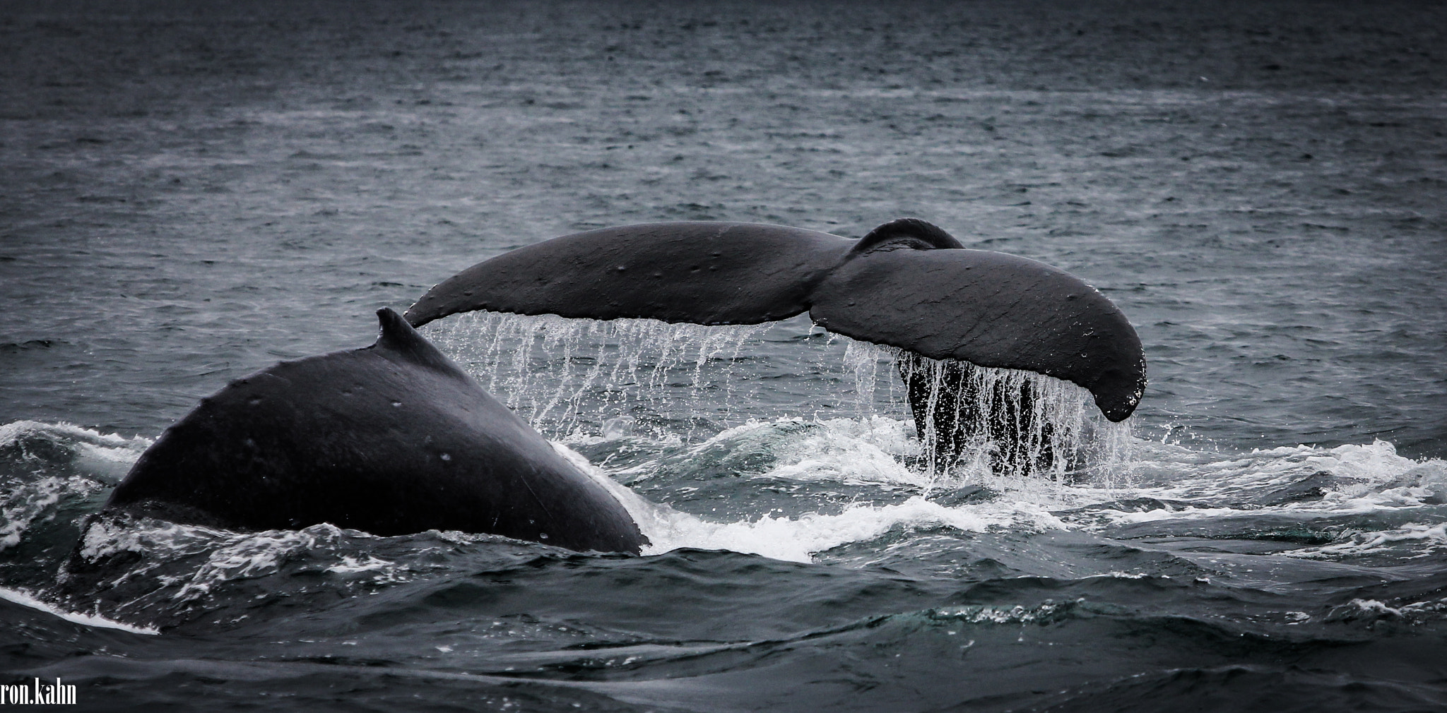 Canon EF 70-200mm F2.8L USM sample photo. Humpback whale photography