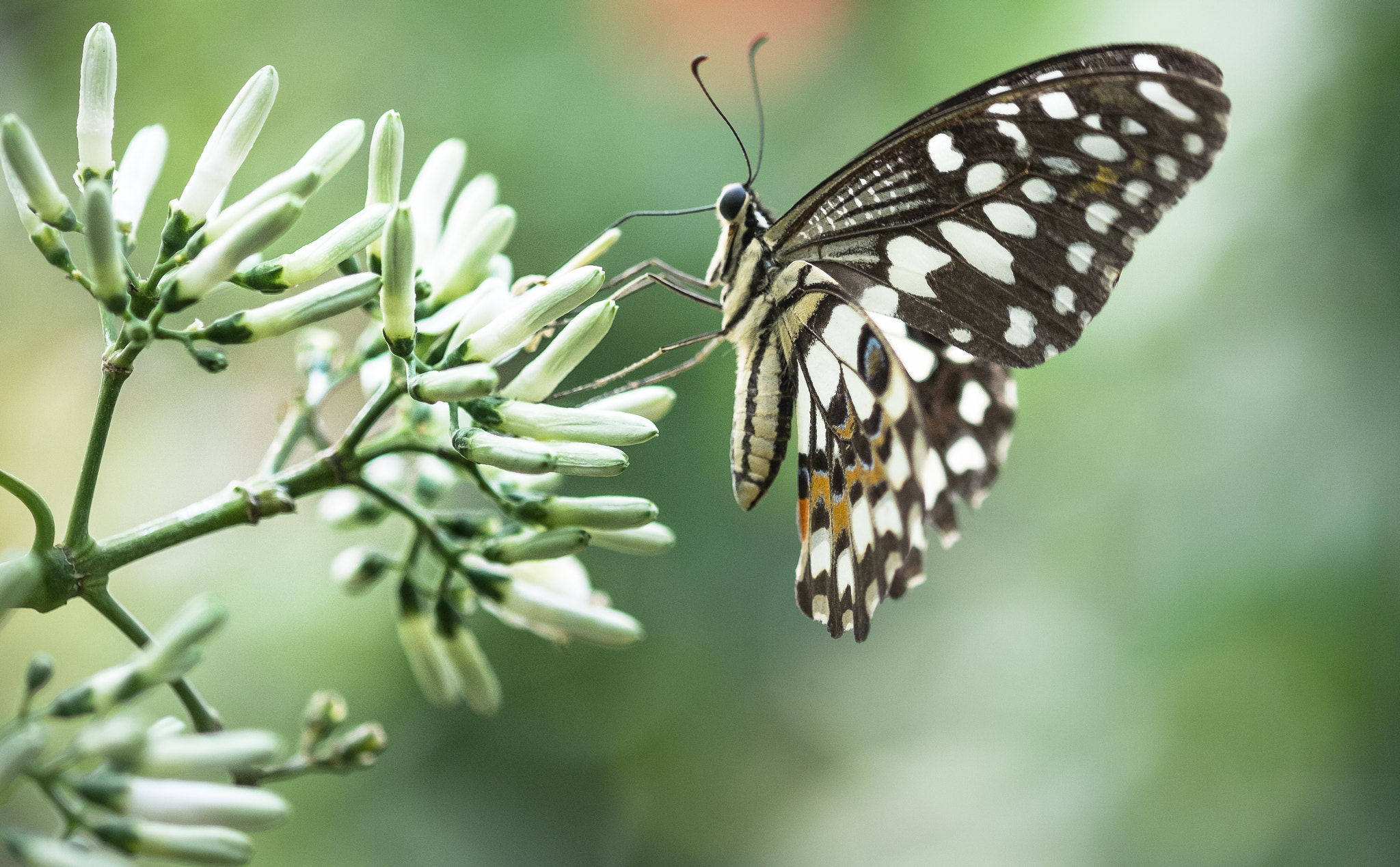 Fujifilm X-M1 + Fujifilm XF 60mm F2.4 R Macro sample photo. Lime butterfly photography