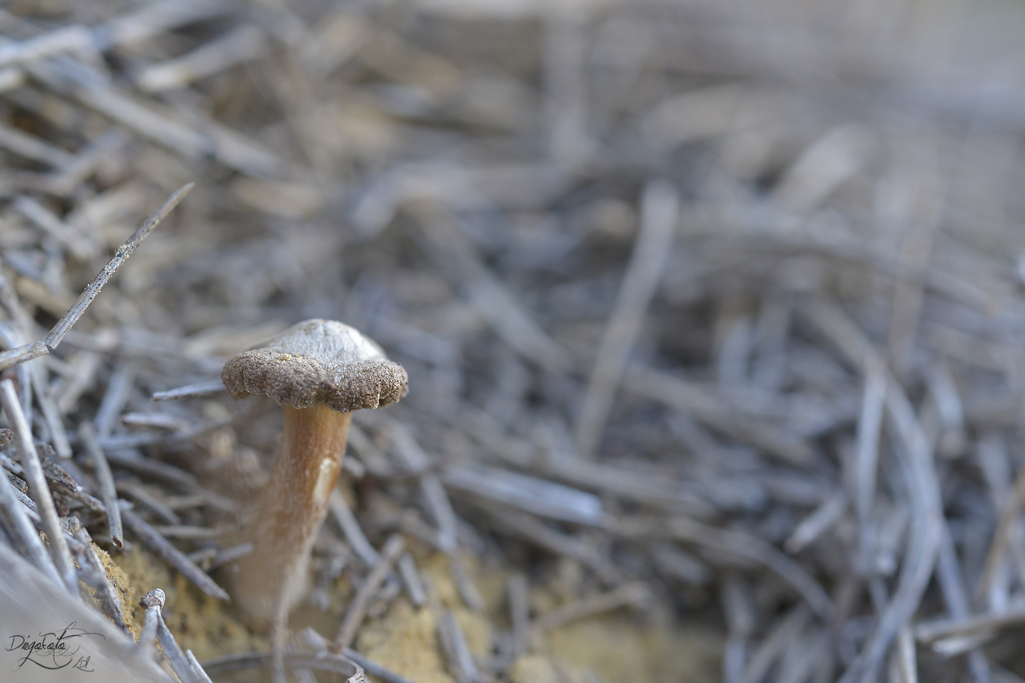 Nikon D610 + Nikon AF Micro-Nikkor 60mm F2.8D sample photo. Fungi photography