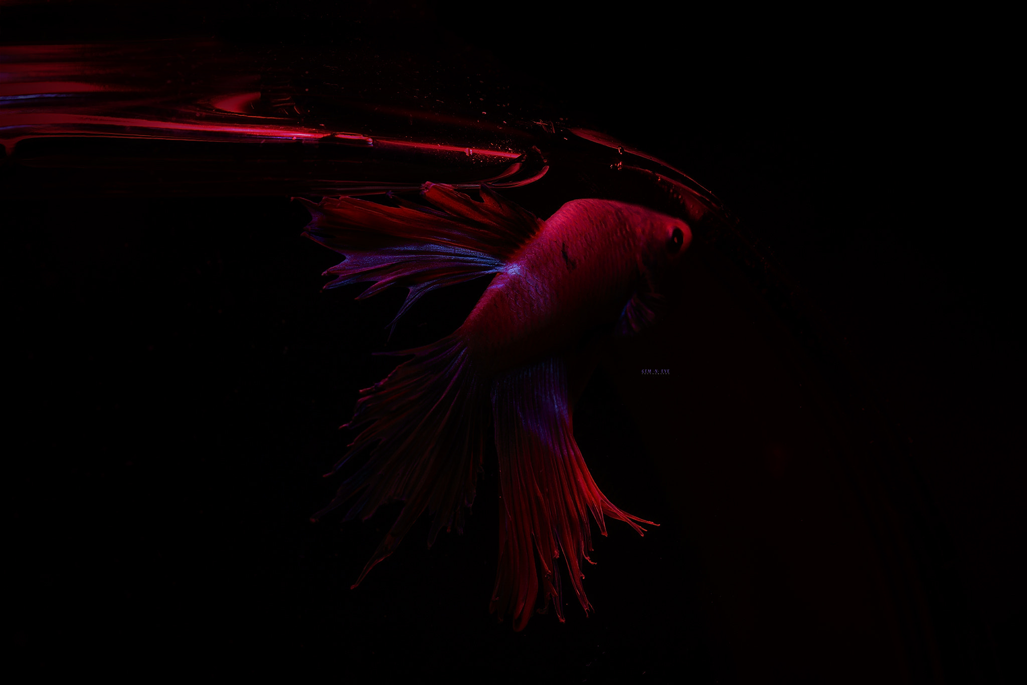 Canon EF 100mm F2.8 Macro USM sample photo. Fish photography