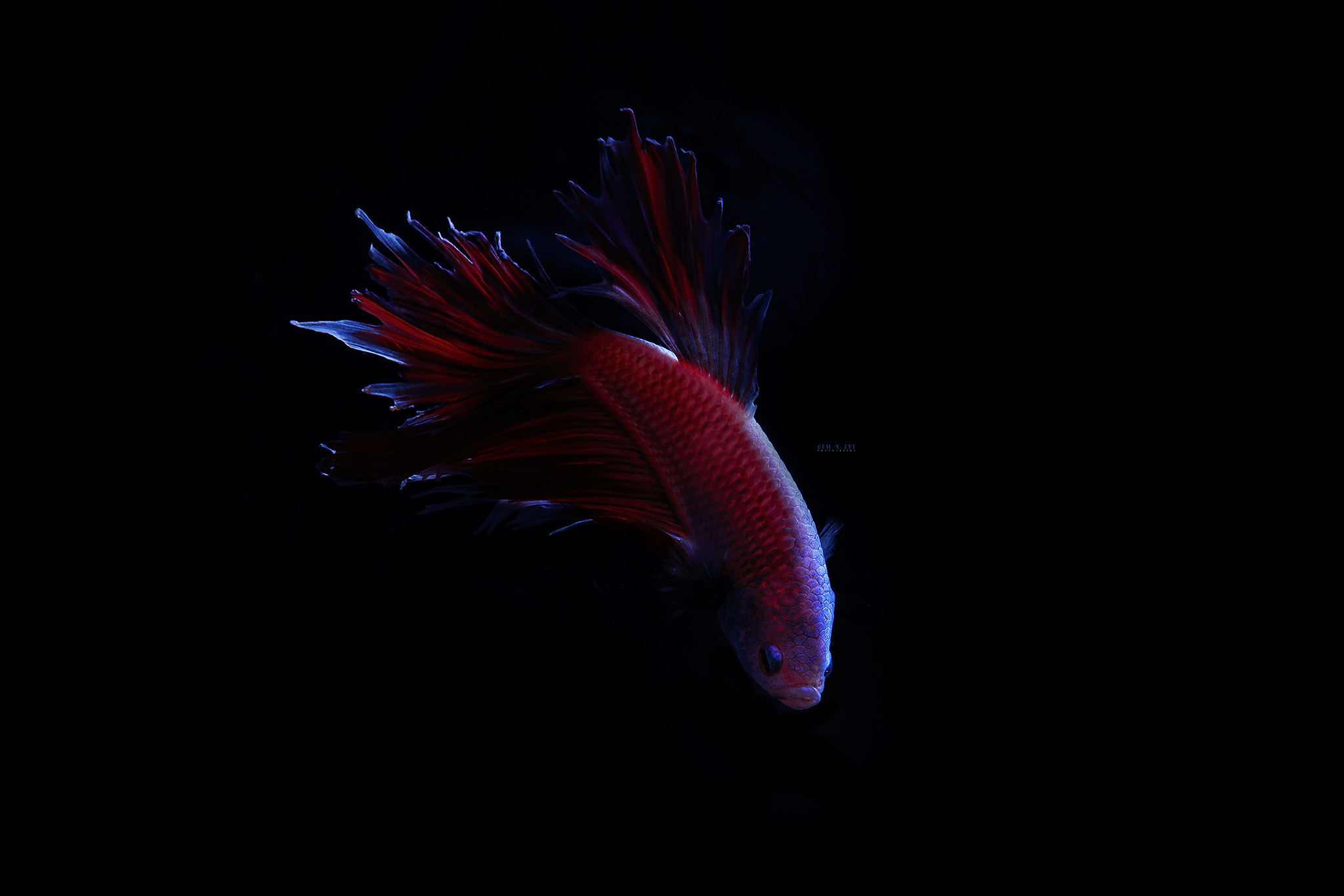 Canon EF 70-200mm F2.8L USM sample photo. Fish photography