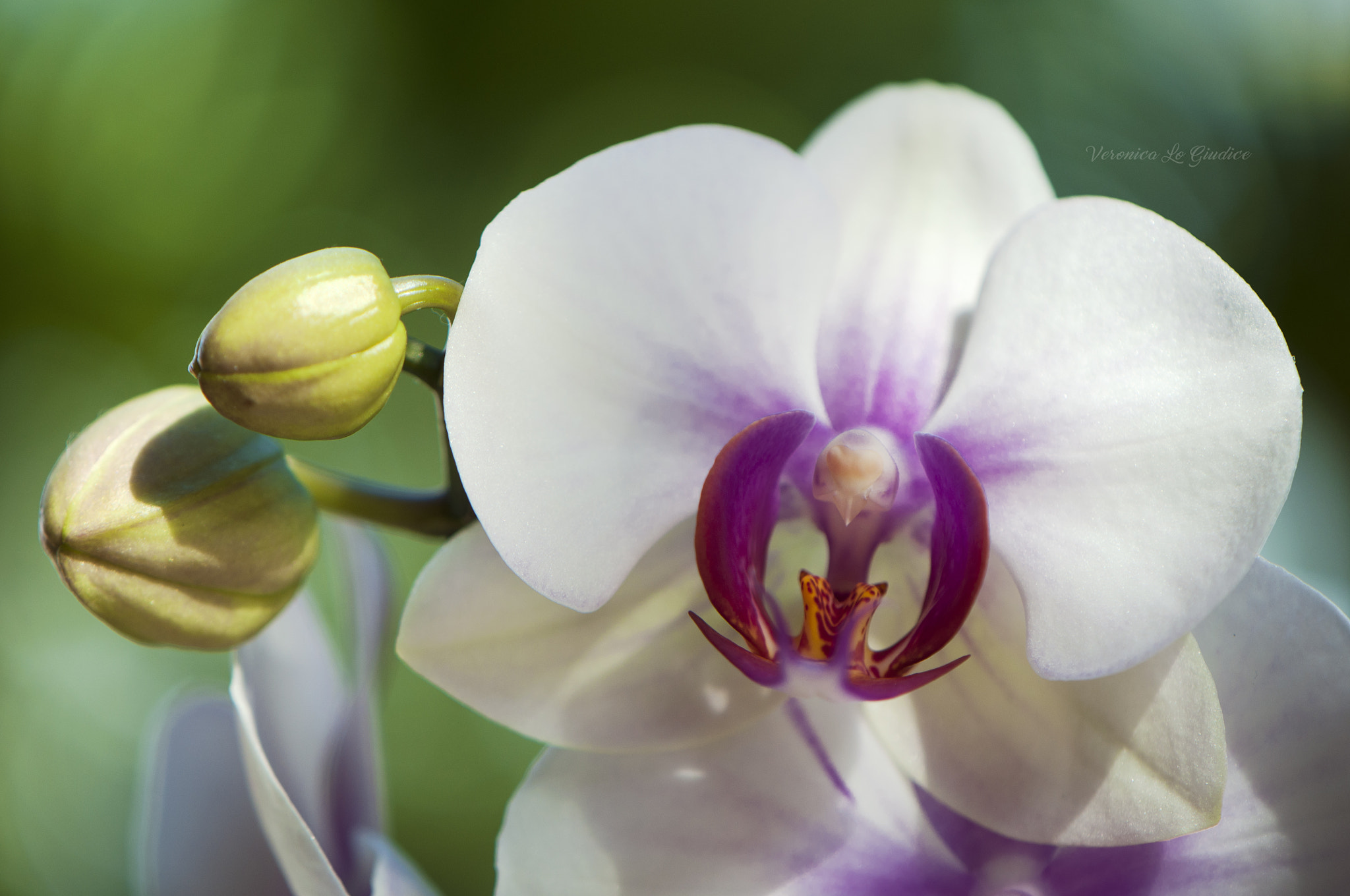 Nikon D5000 sample photo. Orchid photography