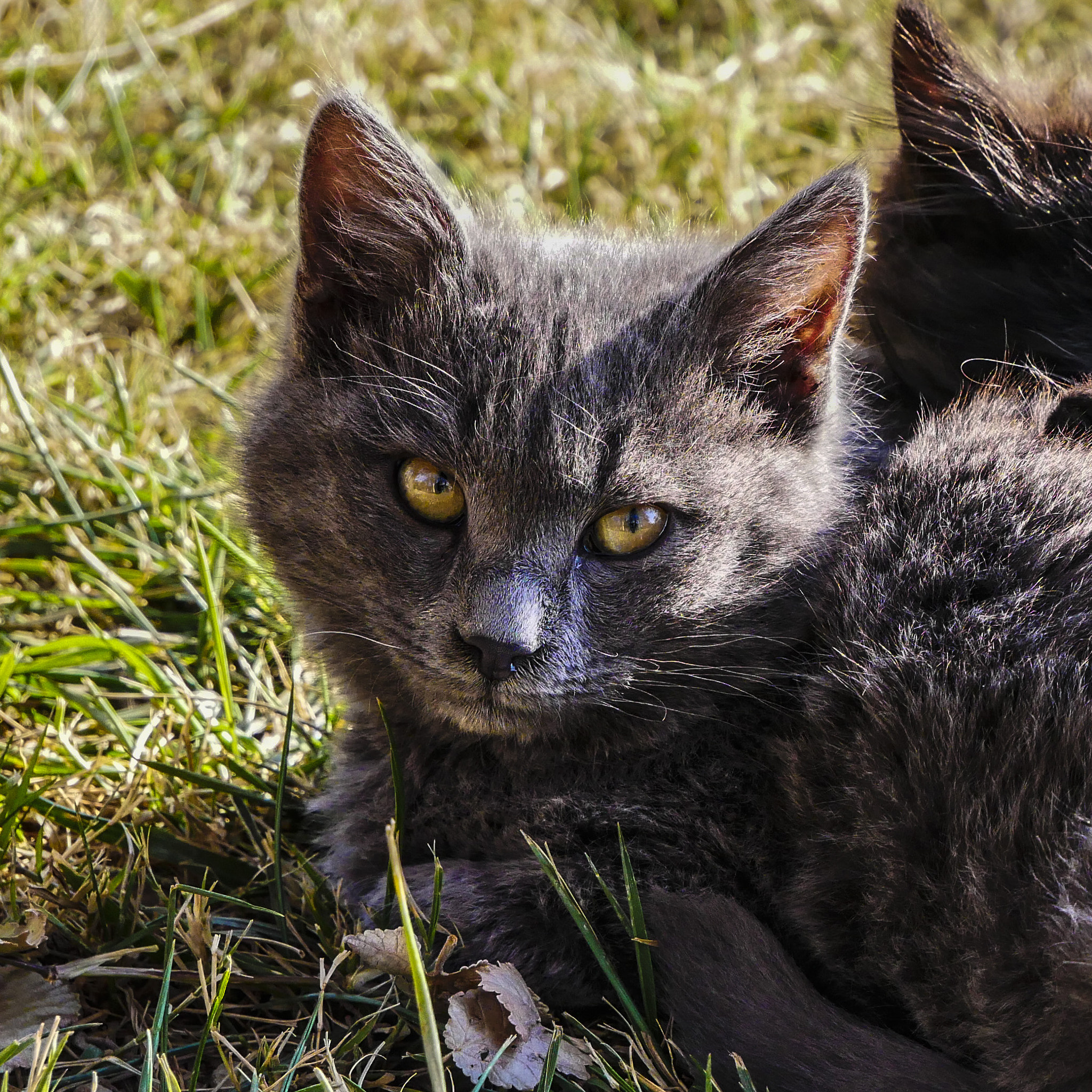 Panasonic Lumix DMC-G85 (Lumix DMC-G80) sample photo. The cat photography