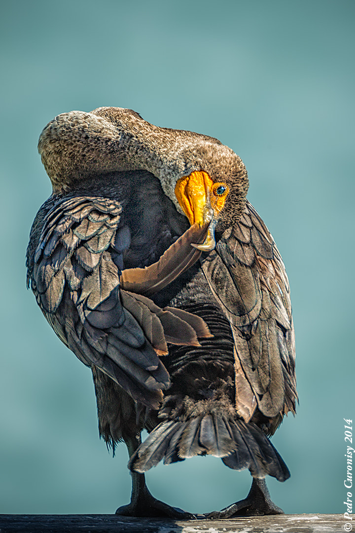 Canon EOS-1D X + Canon EF 500mm F4L IS USM sample photo. Cormoran en florida photography