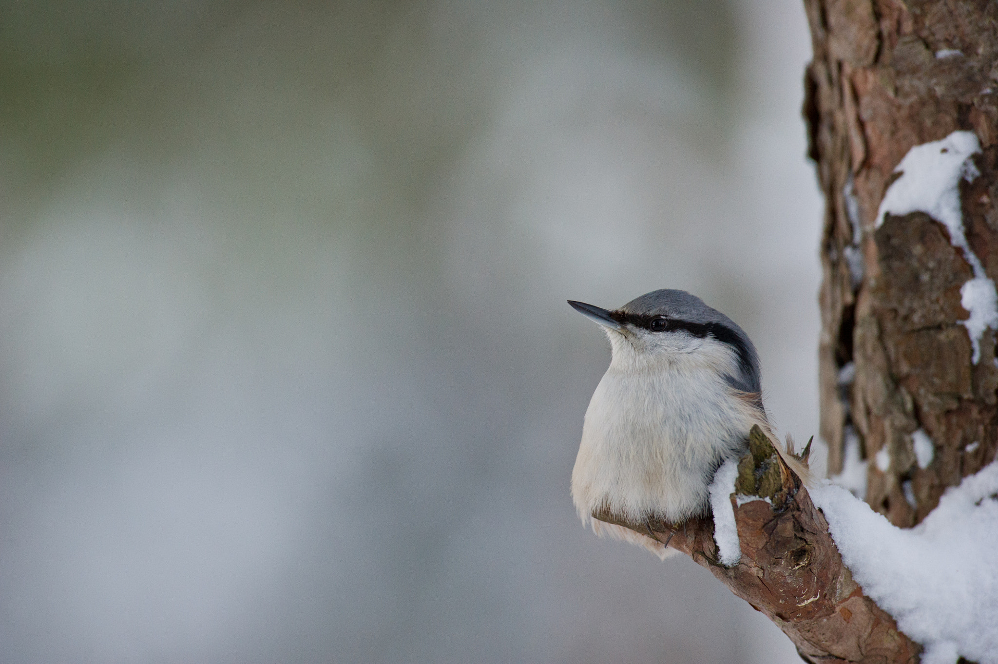 AF-S Nikkor 300mm f/2.8D IF-ED II sample photo. Little holiday ;) photography