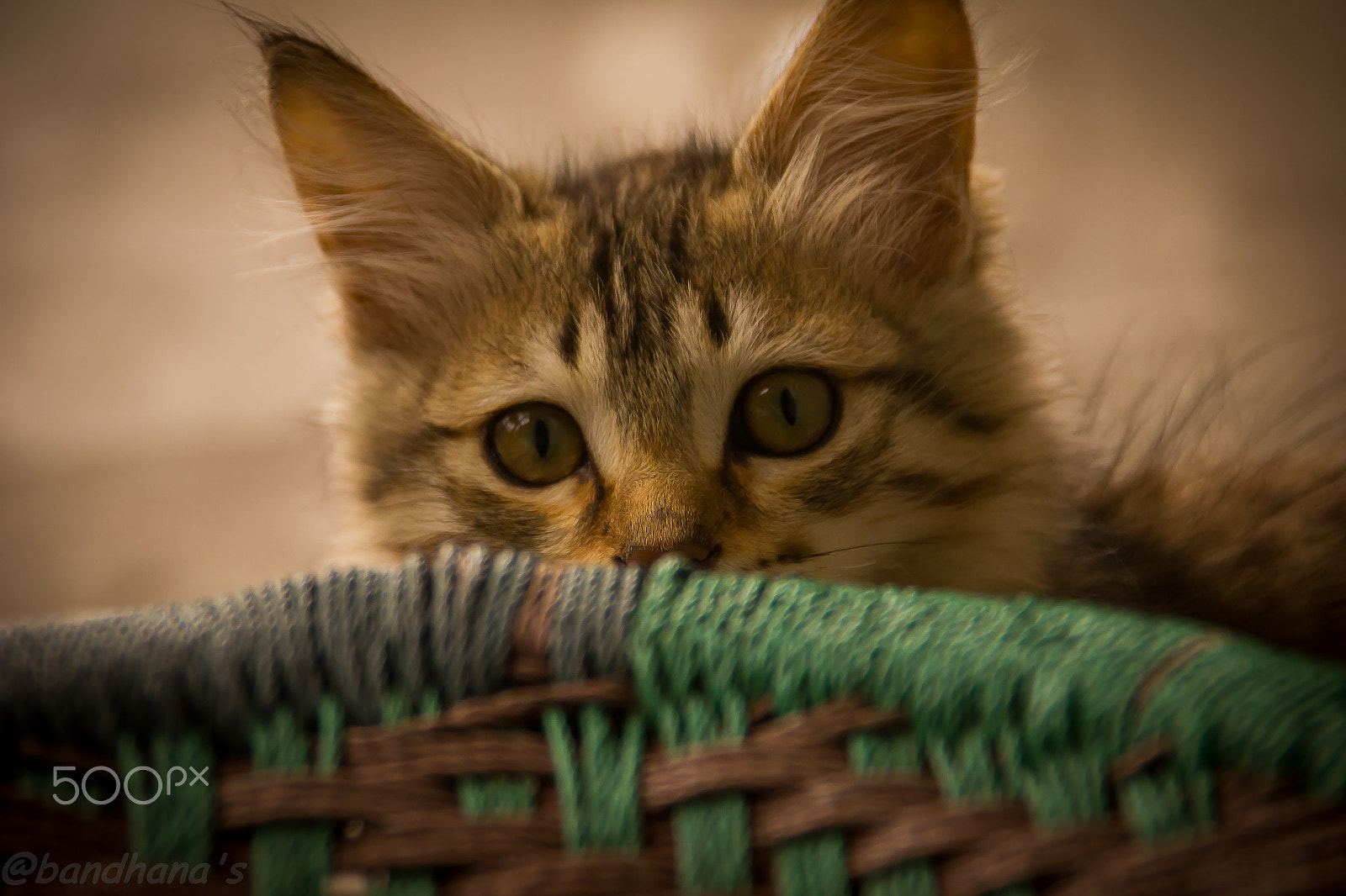 Canon EOS 550D (EOS Rebel T2i / EOS Kiss X4) sample photo. Look at me please...... my name... facebook . photography