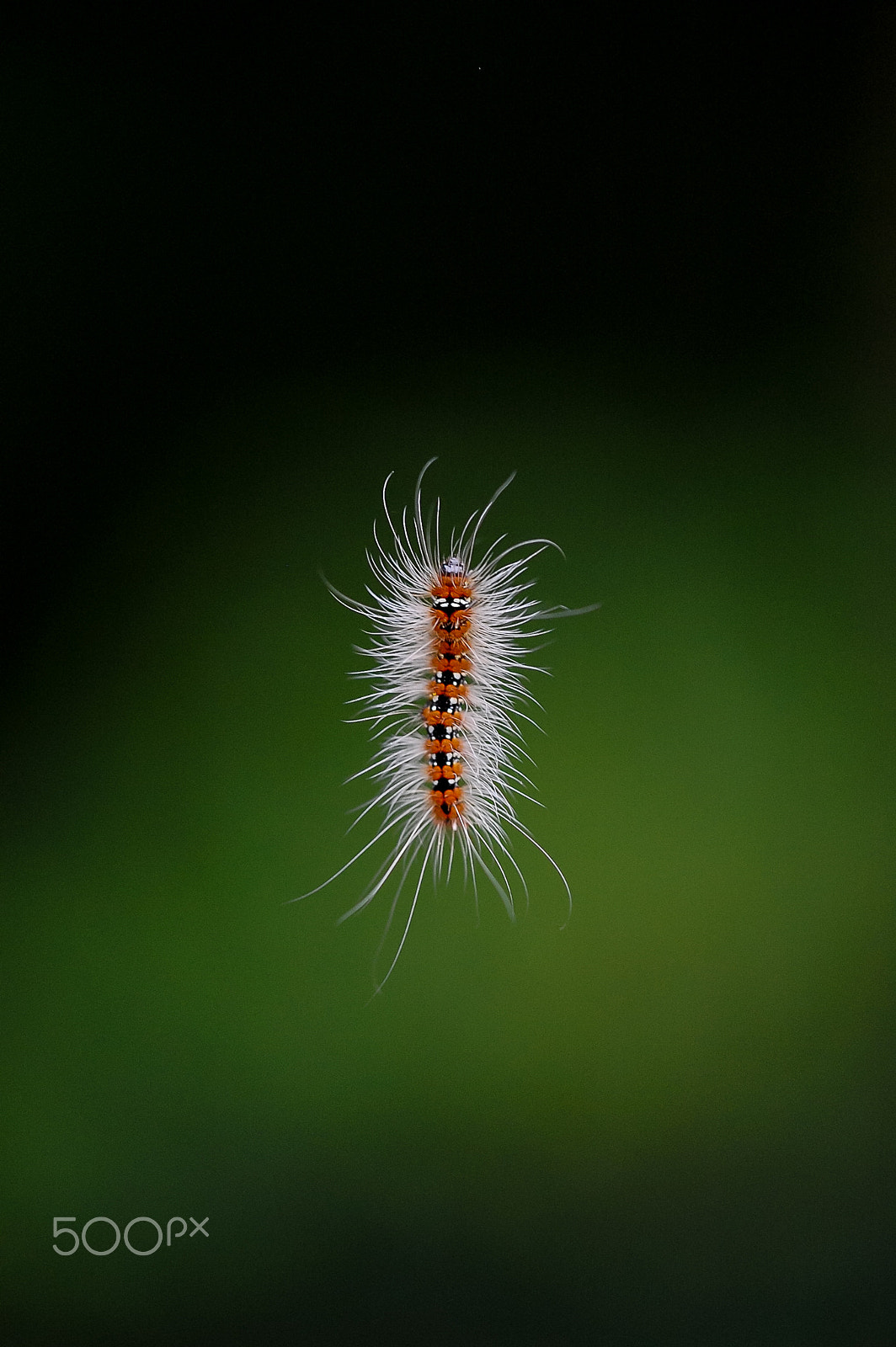 Sigma 150mm F2.8 EX DG Macro HSM sample photo. Heineken's worm photography