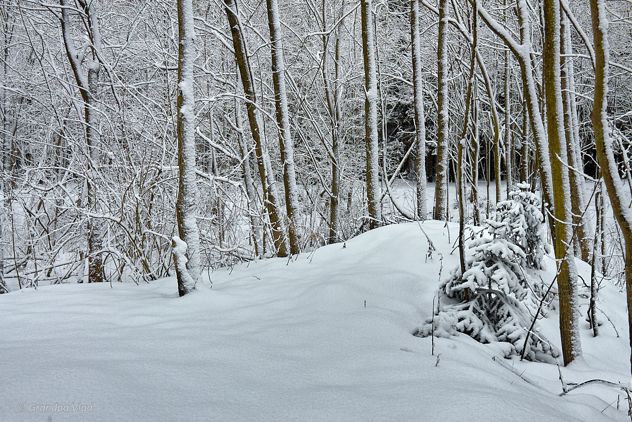 Canon EOS 1100D (EOS Rebel T3 / EOS Kiss X50) sample photo. White forest... photography