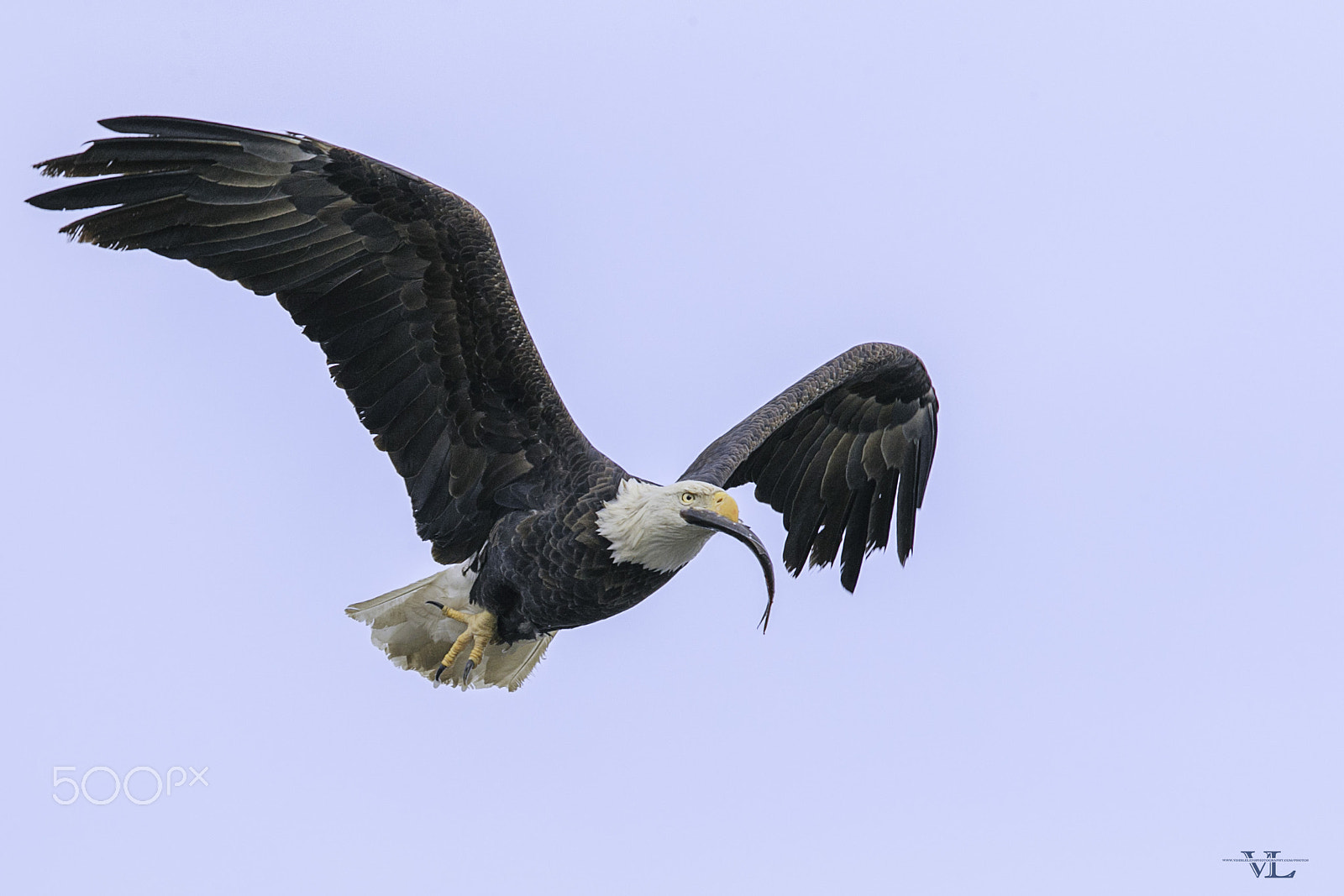 Canon EF 600mm F4L IS II USM sample photo. Meal photography