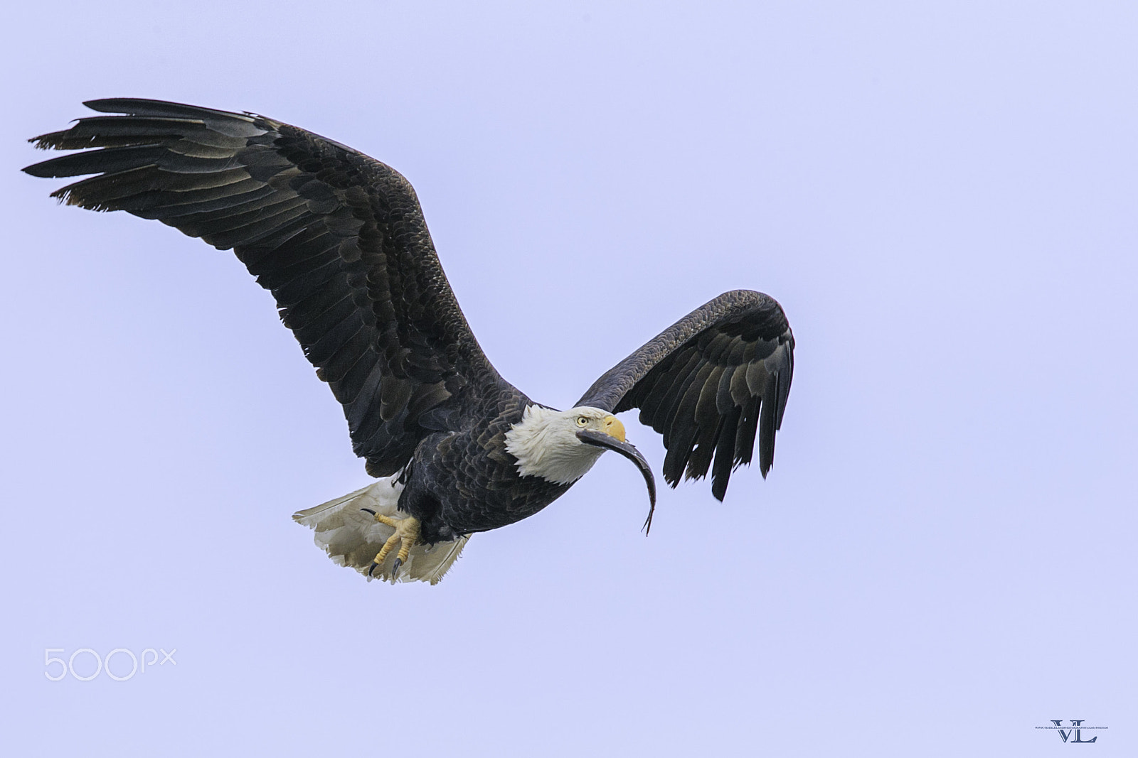 Canon EOS-1D X Mark II + Canon EF 600mm F4L IS II USM sample photo. Meal photography