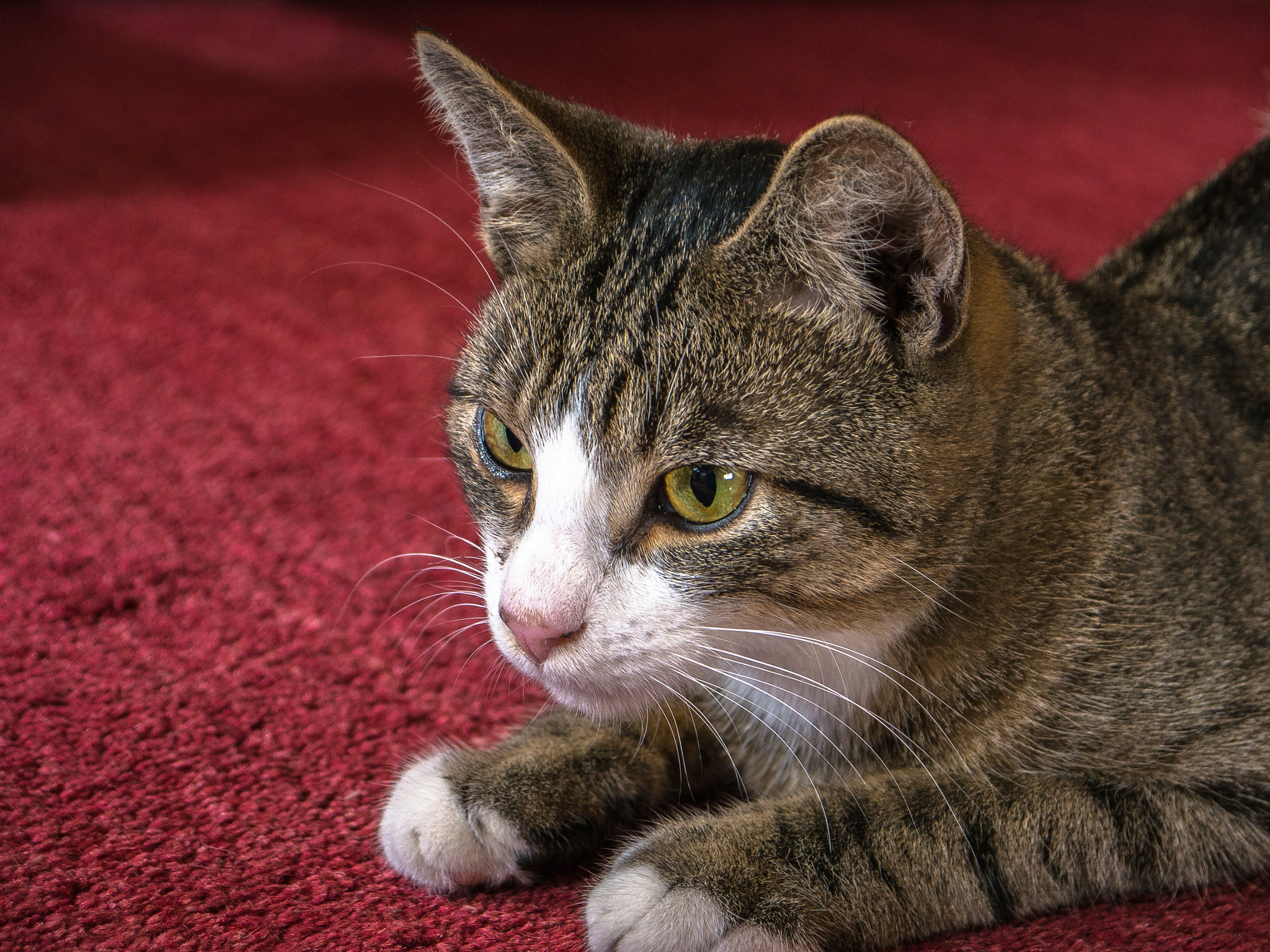 Panasonic Lumix DMC-G5 sample photo. Tiago photography