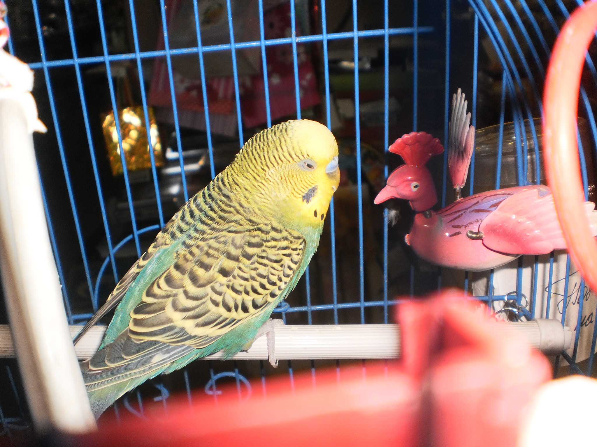 Olympus T105,T100,X36 sample photo. Parrot bax and his "girlfriend" photography