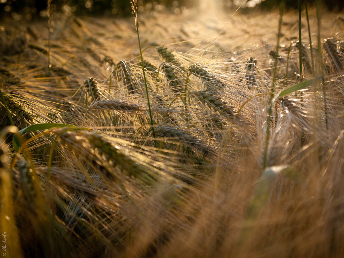 Olympus PEN E-P1 sample photo. Wheat photography
