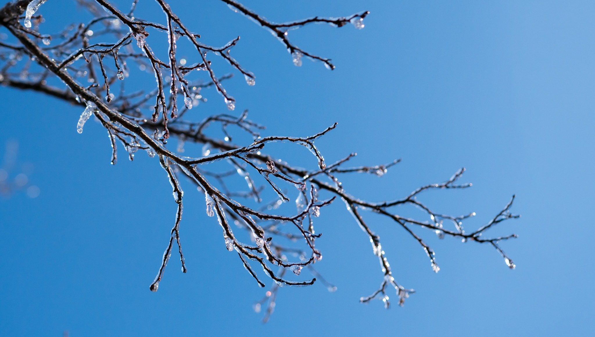 Sony a6300 sample photo. Icy branches photography