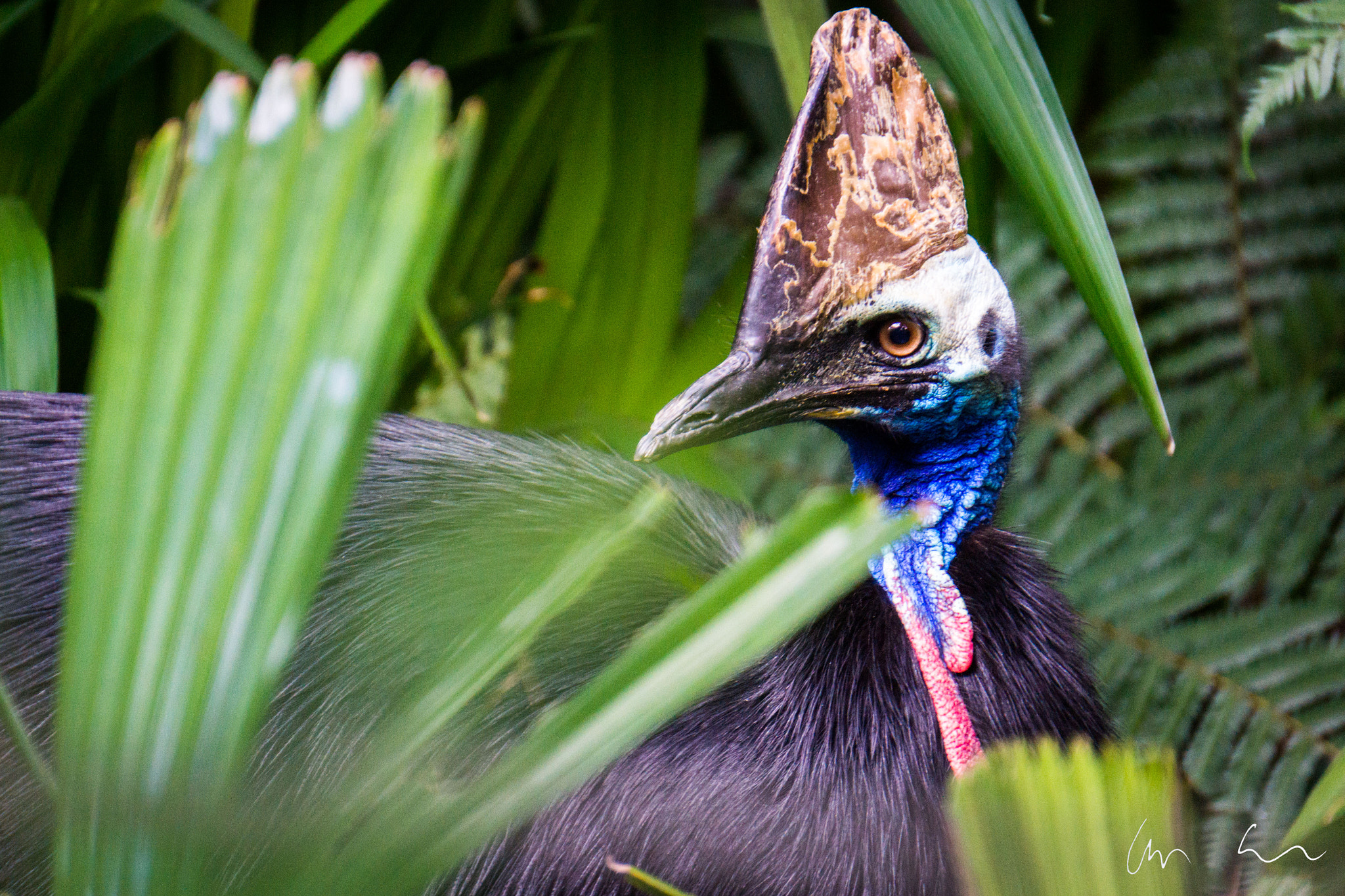 Sony Alpha NEX-7 sample photo. Strange bird photography