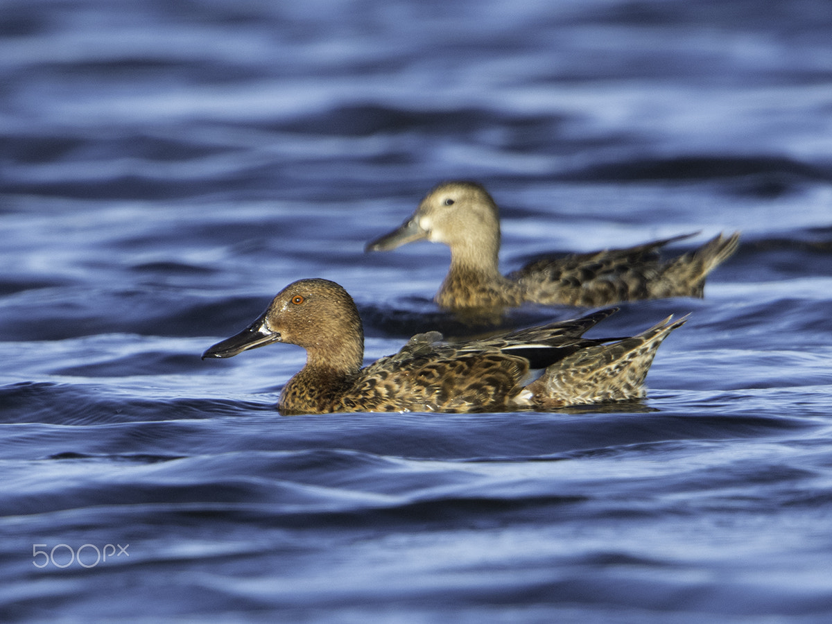 Nikon AF-S Nikkor 600mm F4G ED VR sample photo. Anas cyanoptera photography