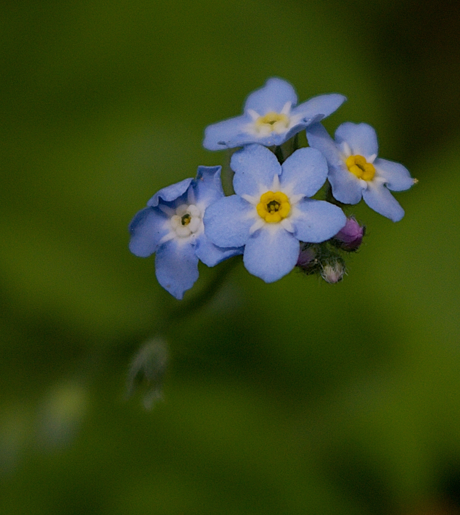 Nikon D3200 + 18.00 - 55.00 mm f/3.5 - 5.6 sample photo. Myosotis sylvatica photography