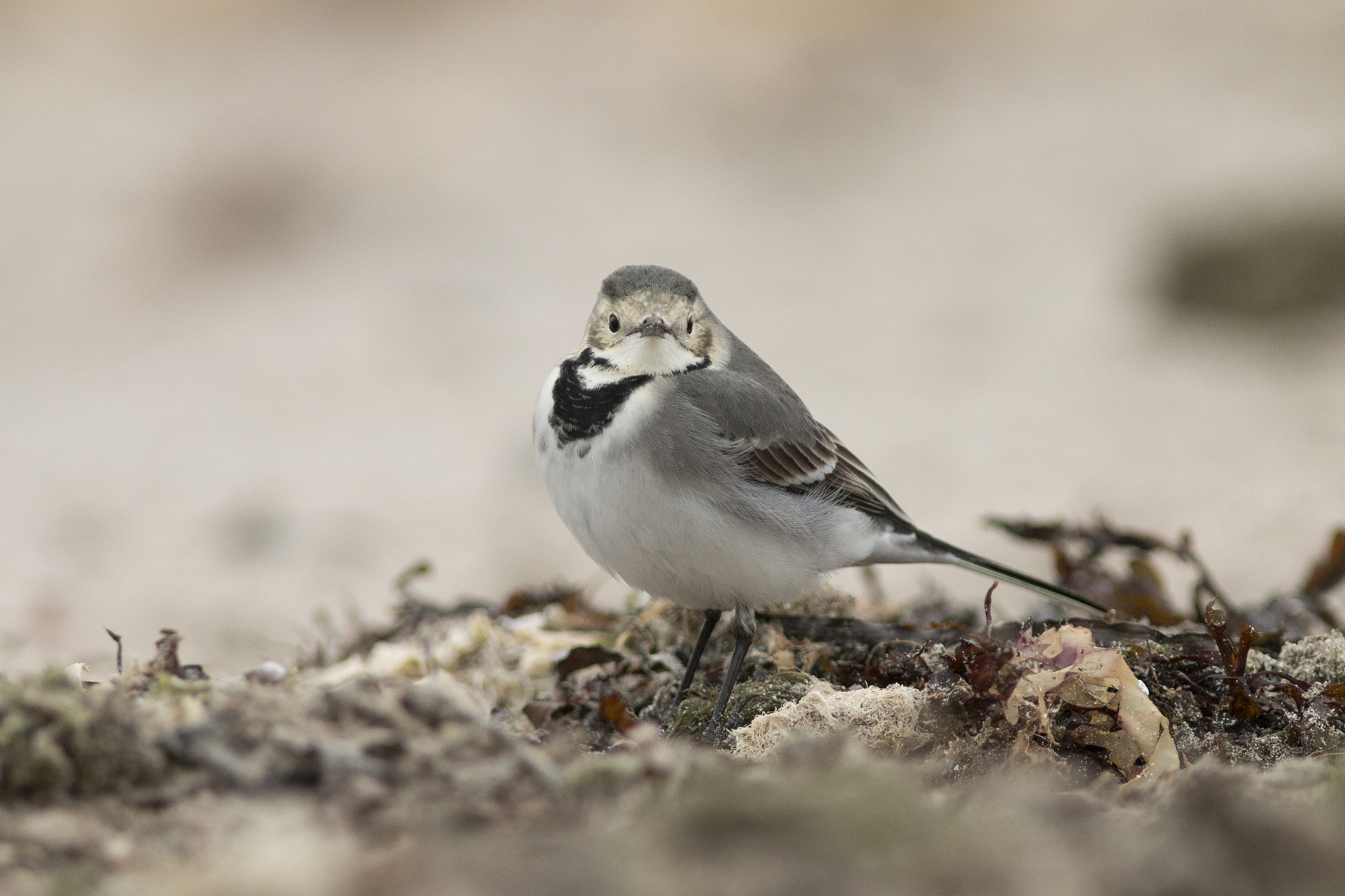 Canon EF 300mm F4L IS USM sample photo. Aux aguets ! photography