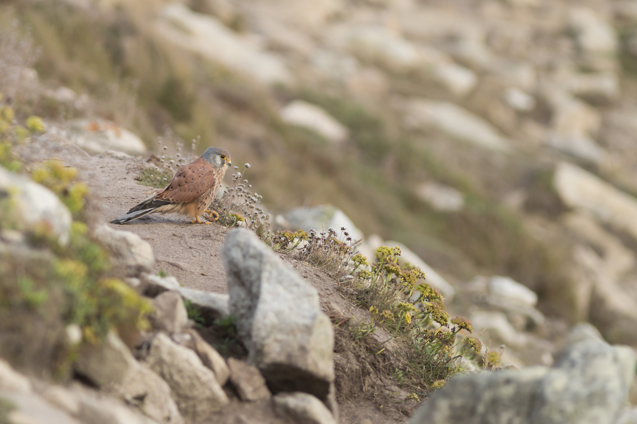 Canon EOS 70D + Canon EF 300mm F4L IS USM sample photo. Faucon côtier photography