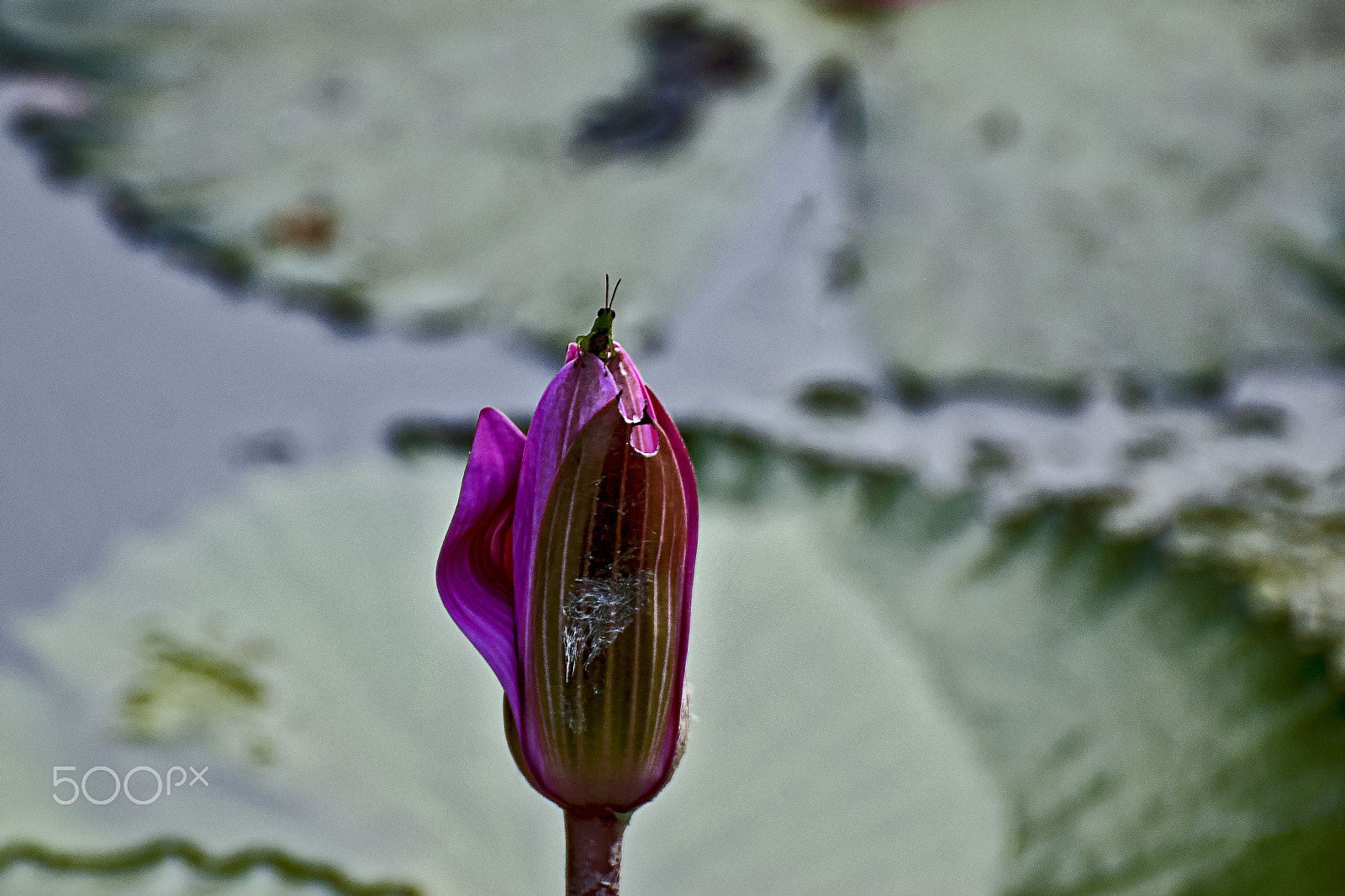 Nikon D80 sample photo. Water lily photography