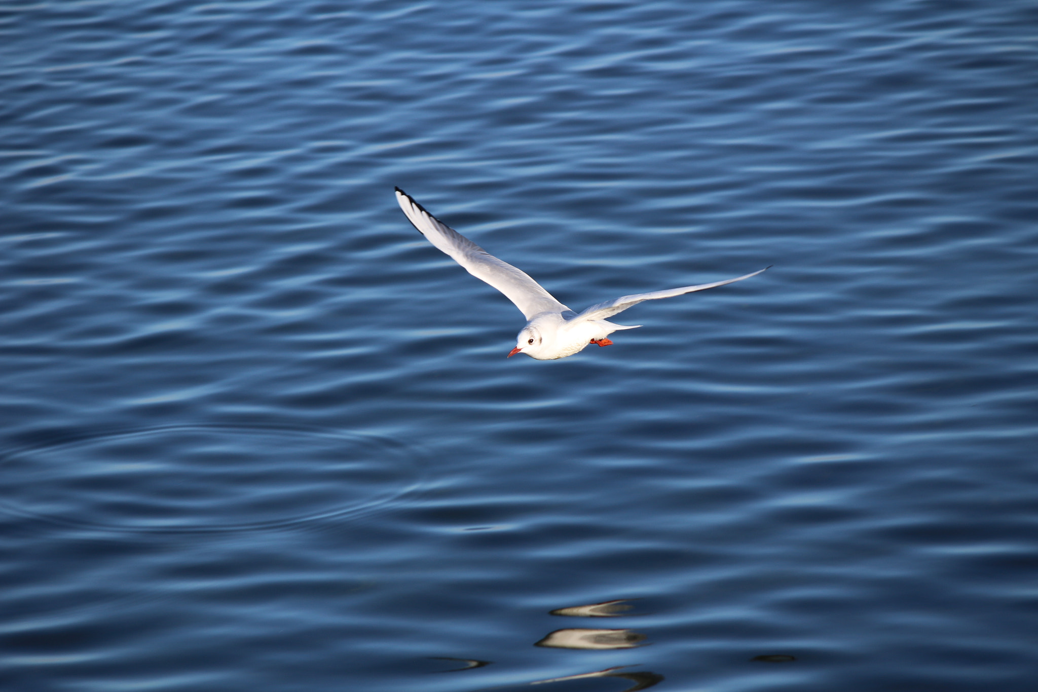 Canon EF-S 55-250mm F4-5.6 IS sample photo. Seagull photography