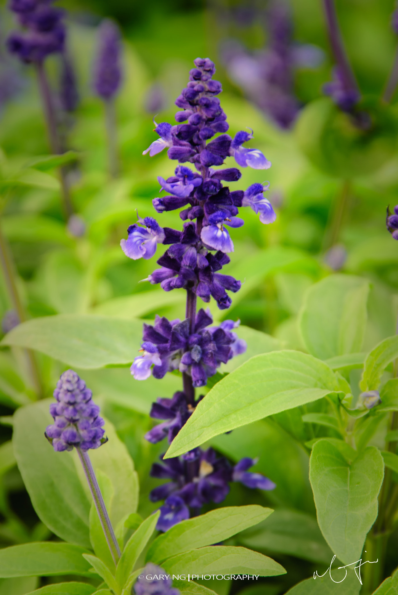 Nikon D80 sample photo. Flower photography
