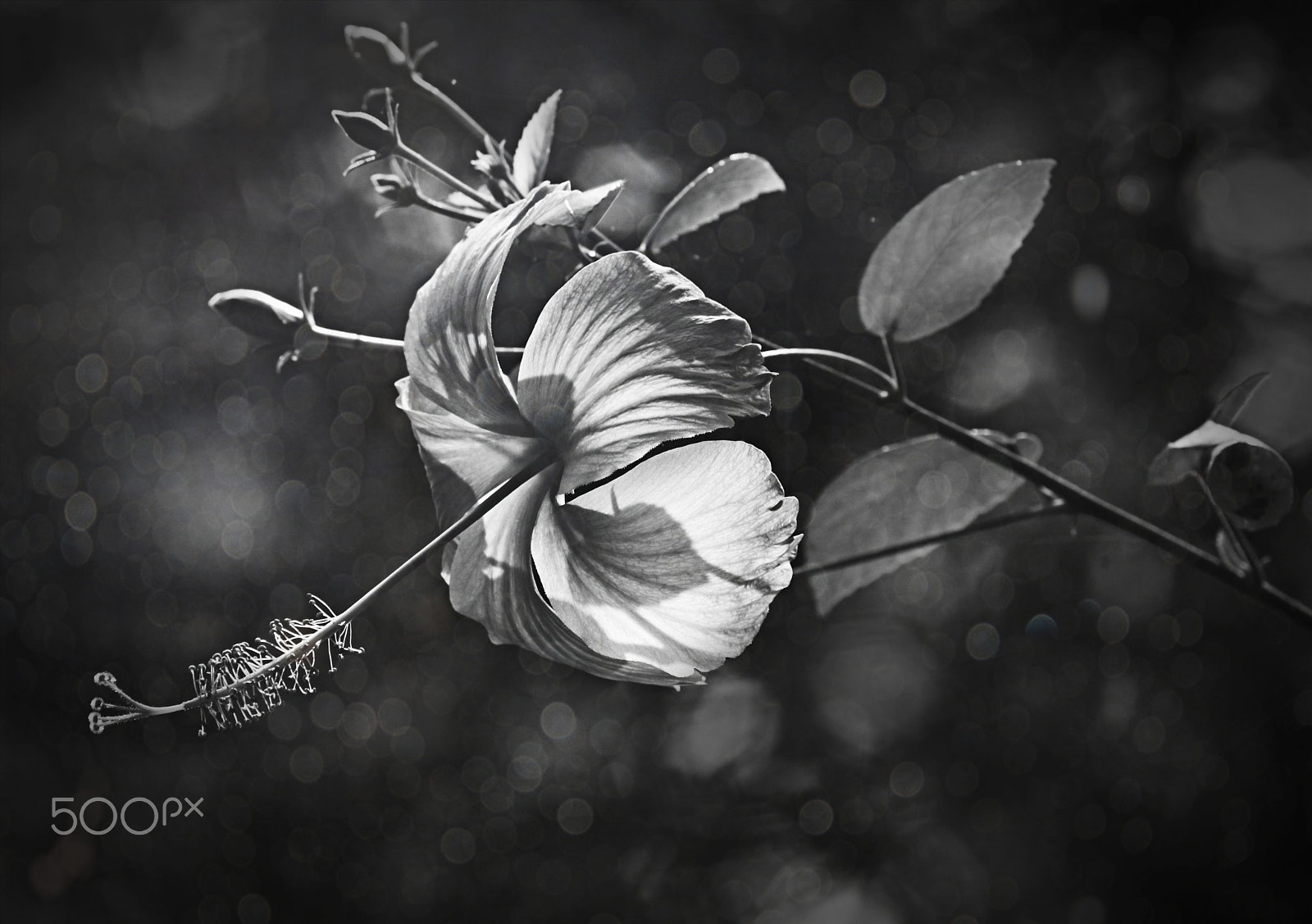 Sony Alpha DSLR-A550 + Minolta AF 70-210mm F4 Macro sample photo. Hibiscus photography