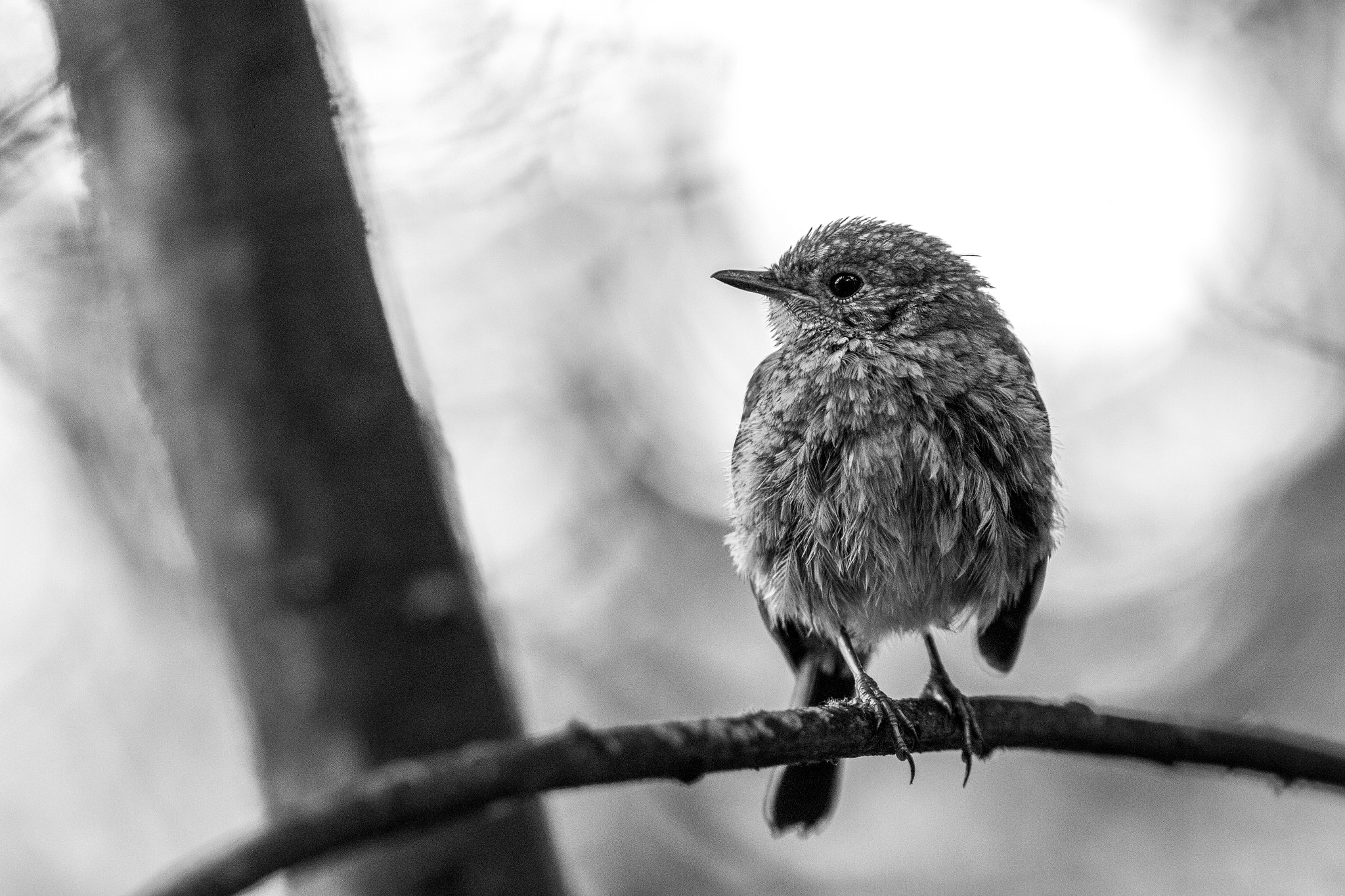 Canon EF 300mm F4L IS USM sample photo. Rougegorge familier photography