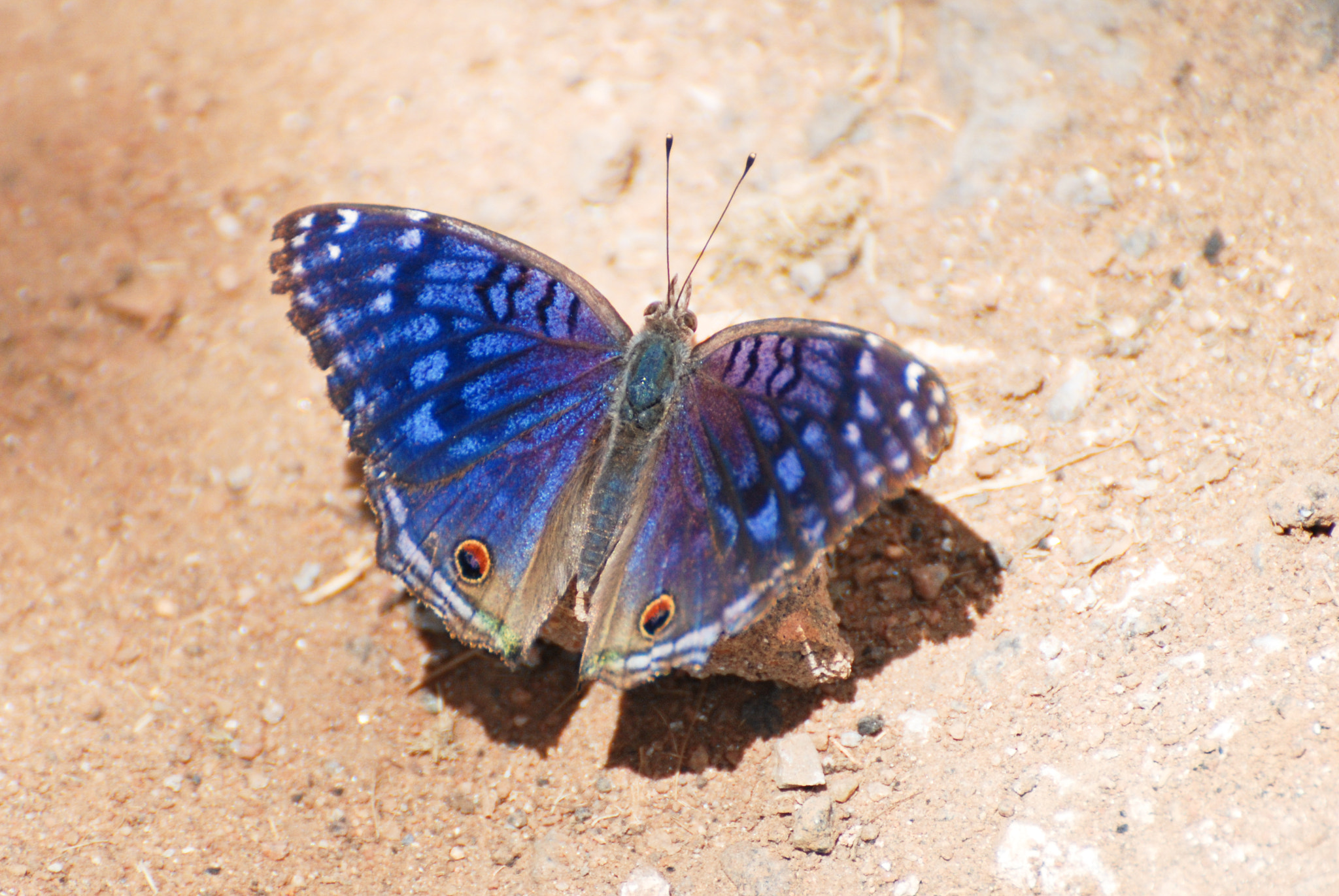 Nikon D80 sample photo. Junonia rhadama photography