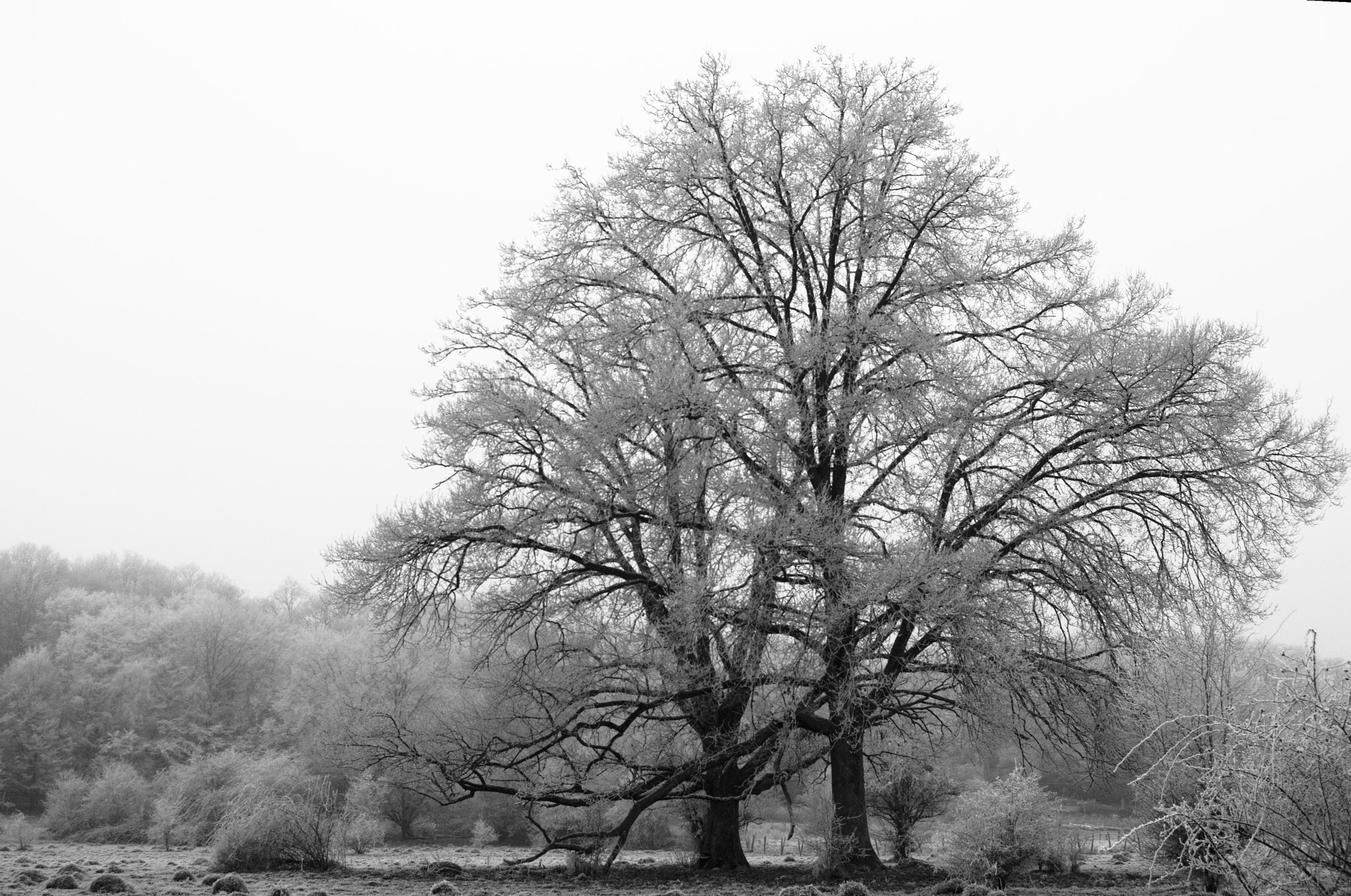 Pentax K200D sample photo. Frozen trees 2nd version photography