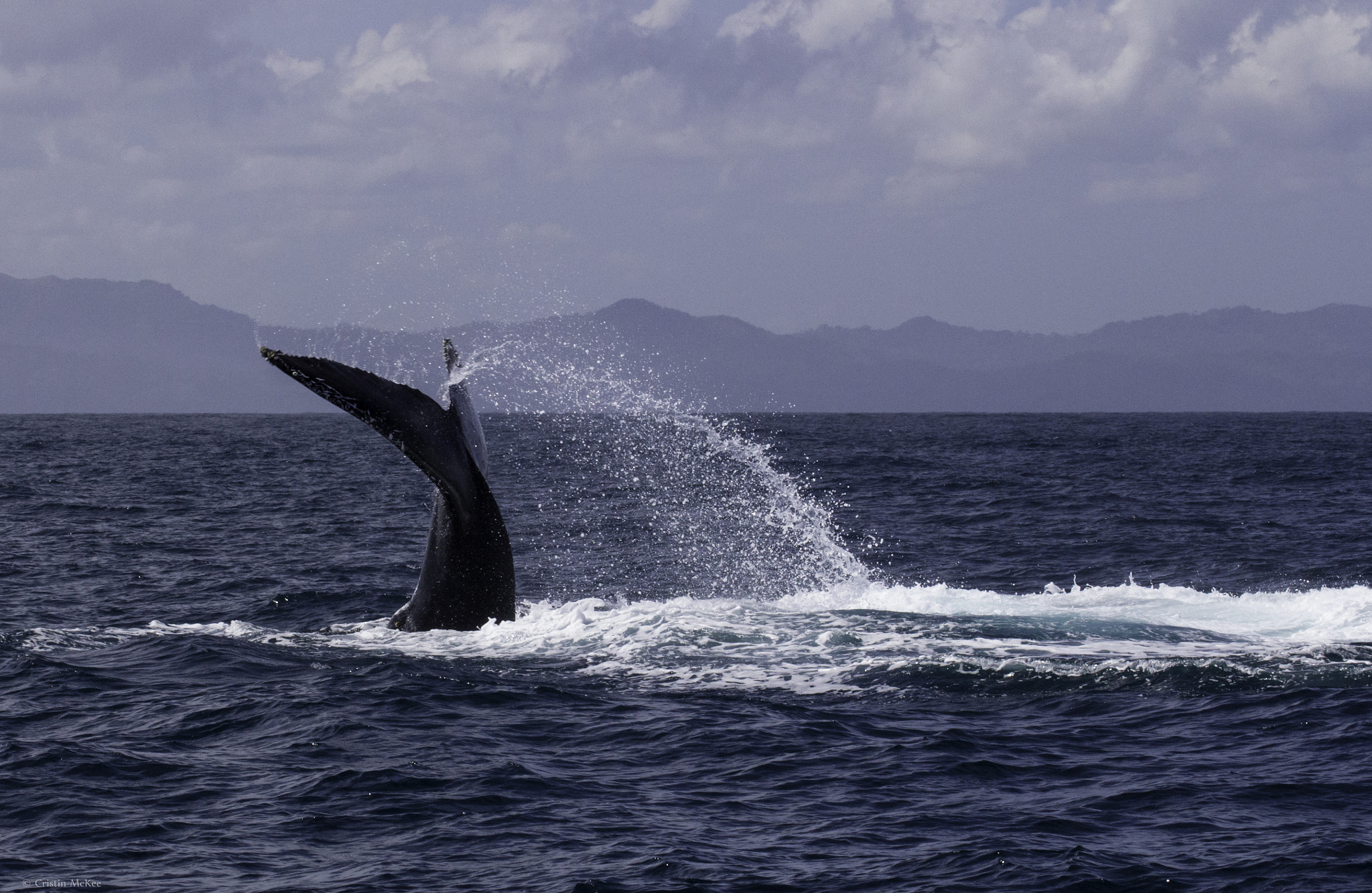 Canon EF 70-300mm F4-5.6L IS USM sample photo. Humpback whale in dominican republic photography