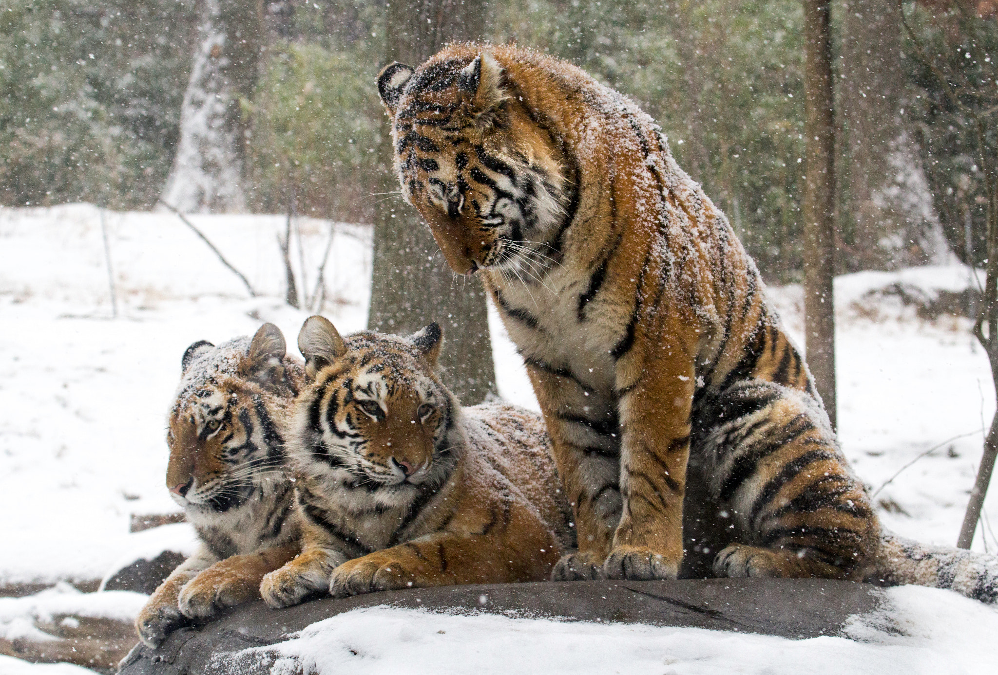 Canon EF 70-300mm F4-5.6L IS USM sample photo. Tigers in snow photography