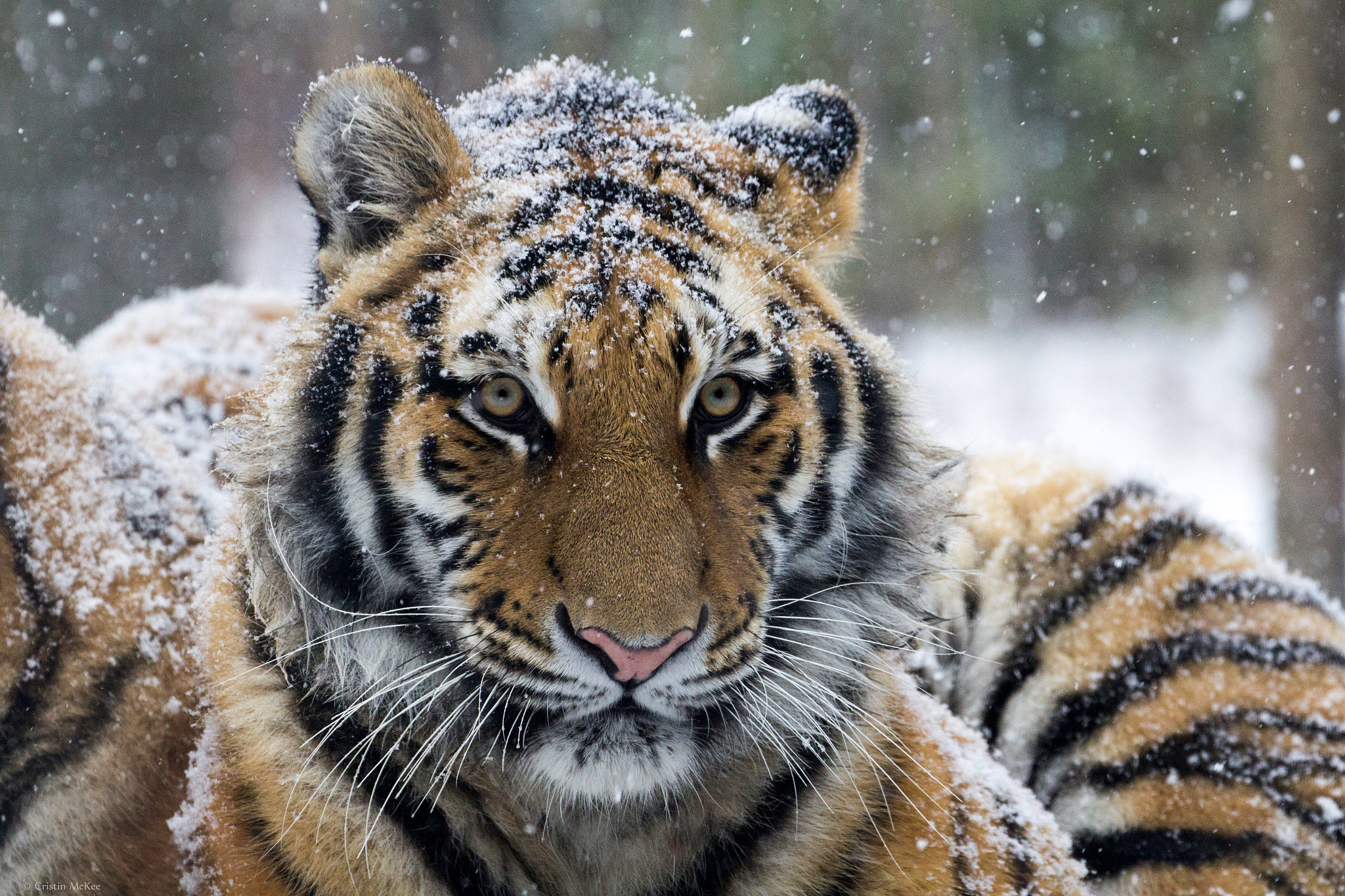 Canon EF 70-300mm F4-5.6L IS USM sample photo. Tigers in snow photography