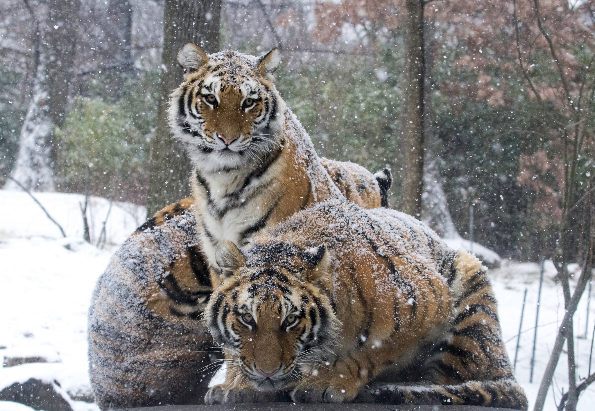 Canon EF 70-300mm F4-5.6L IS USM sample photo. Tigers in snow photography