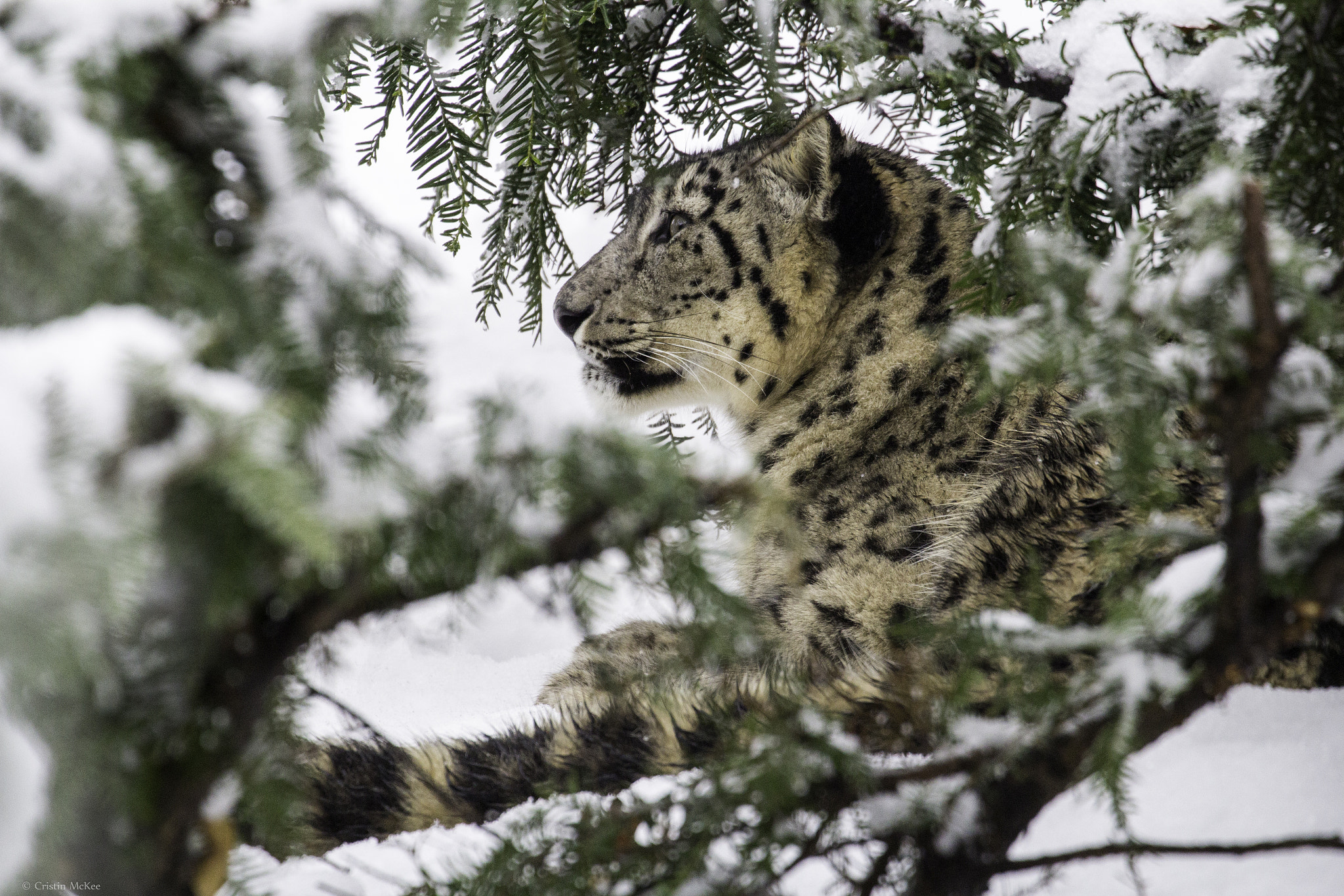 Canon EF 70-300mm F4-5.6L IS USM sample photo. Snow leopard under snowy bush photography