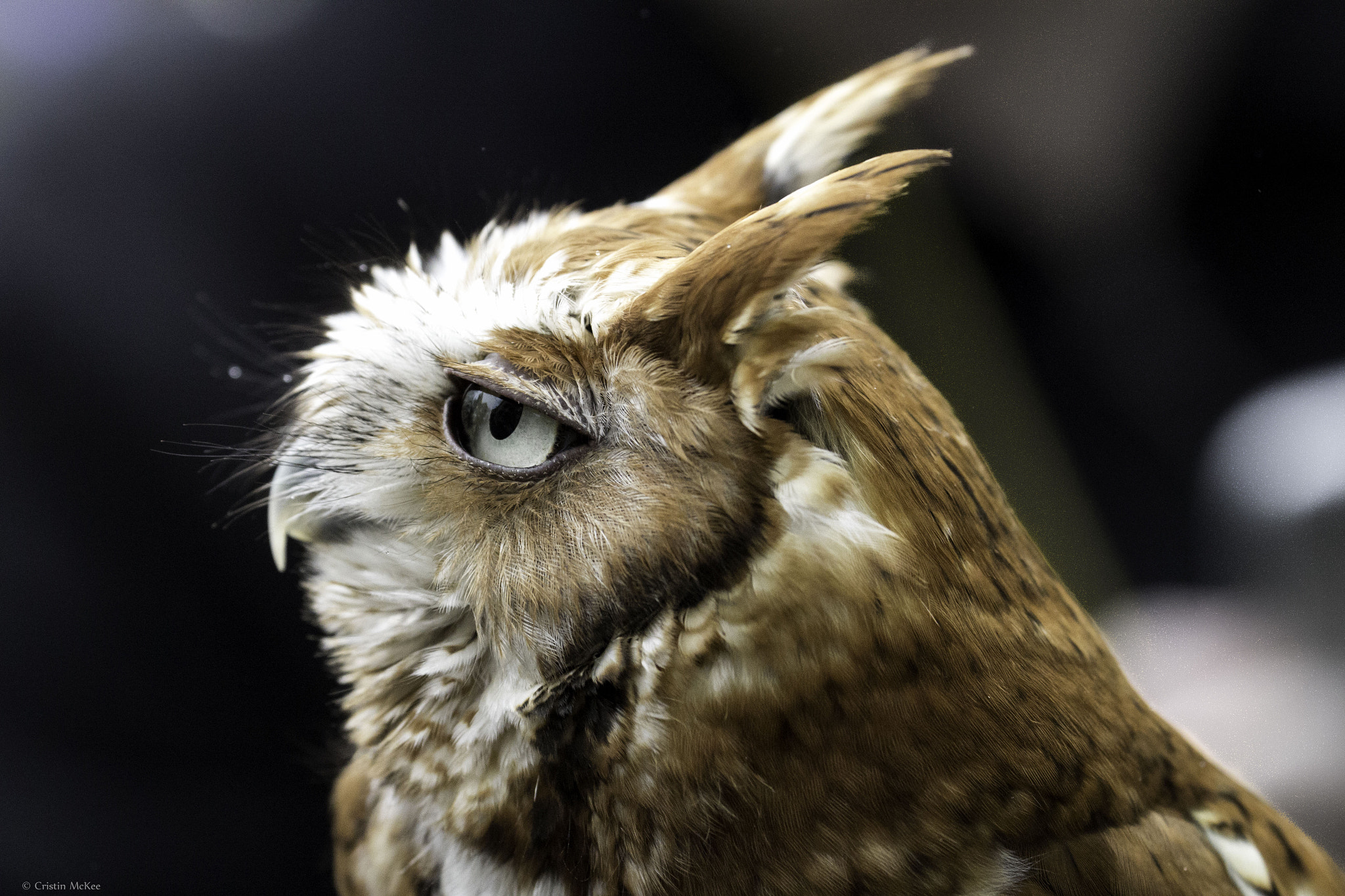Canon EF 70-300mm F4-5.6L IS USM sample photo. Close-up owl portrait photography