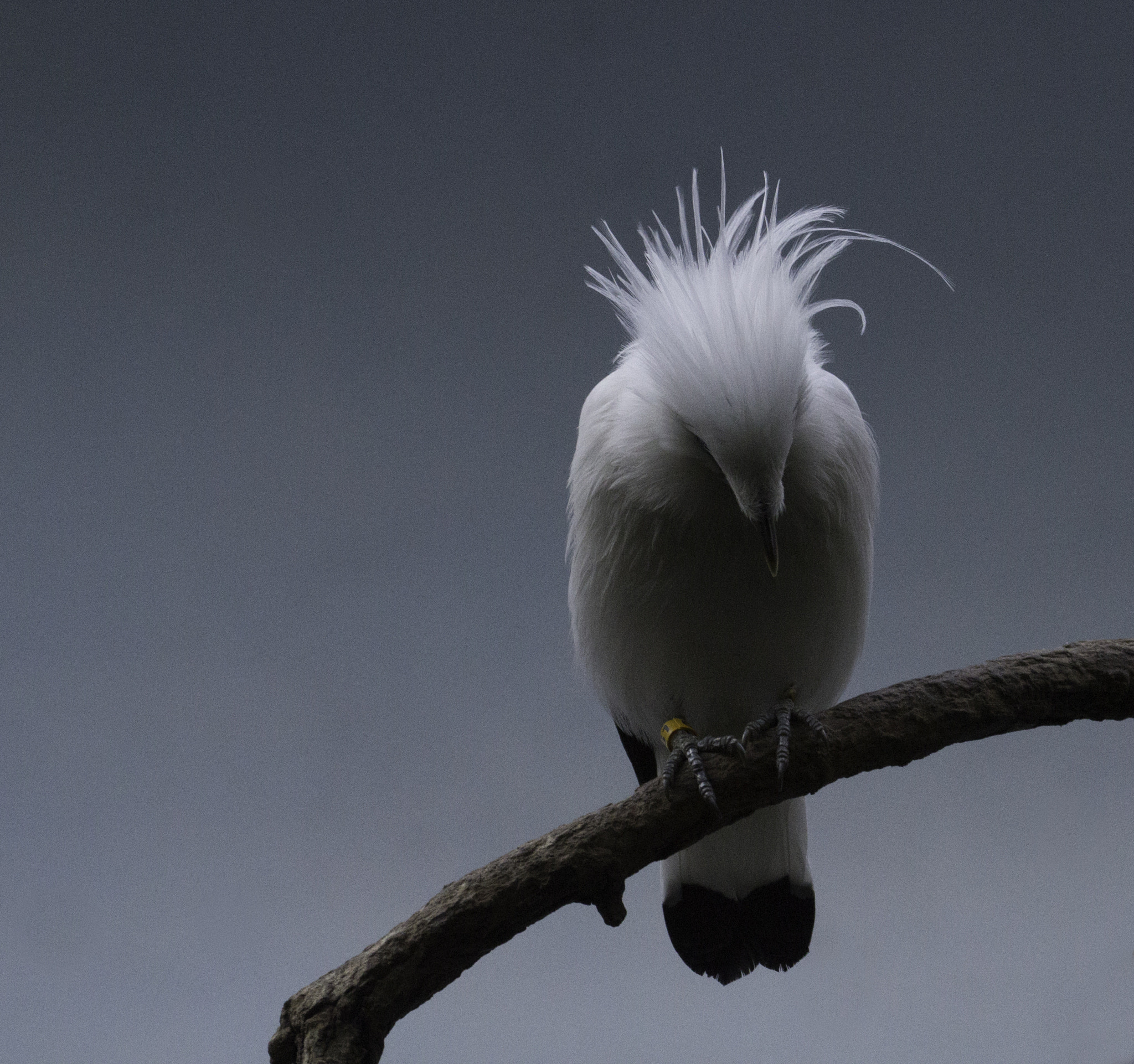 Canon EF 70-300mm F4-5.6L IS USM sample photo. Bird bows to reveal graceful plumage photography