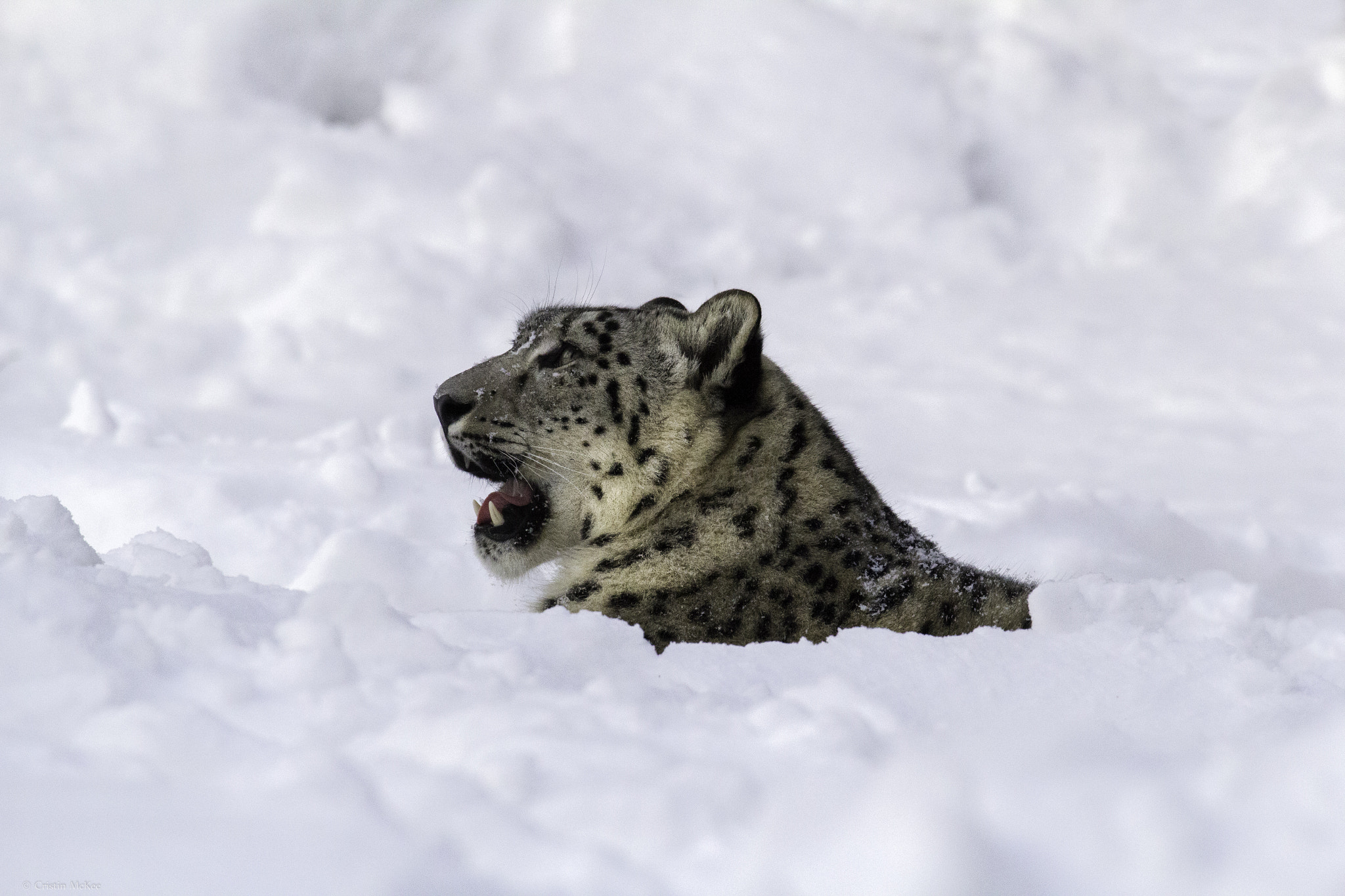 Canon EF 70-300mm F4-5.6L IS USM sample photo. Snow leopard in deep snow photography