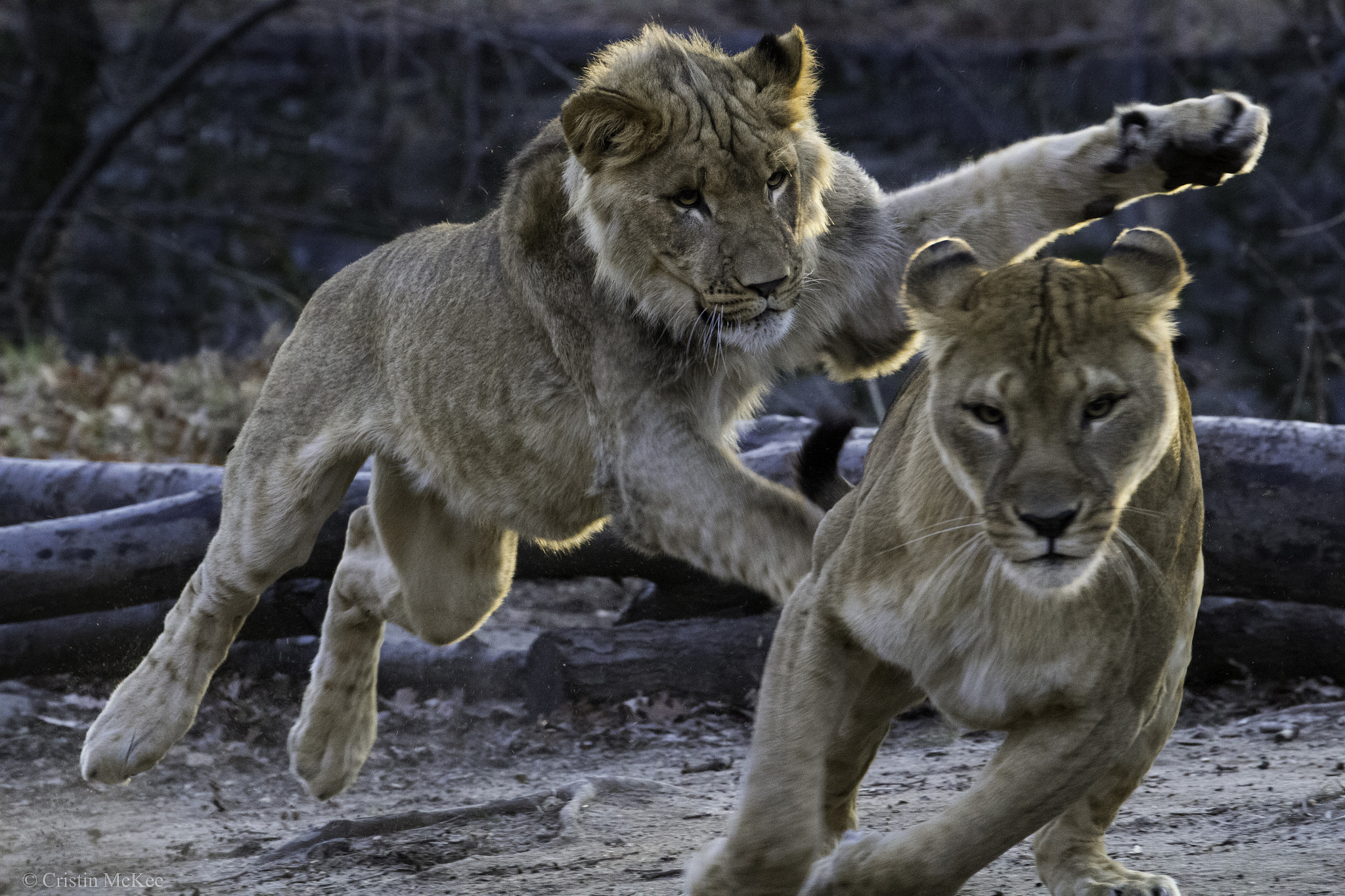 Canon EF 70-300mm F4-5.6L IS USM sample photo. Lion family playing photography