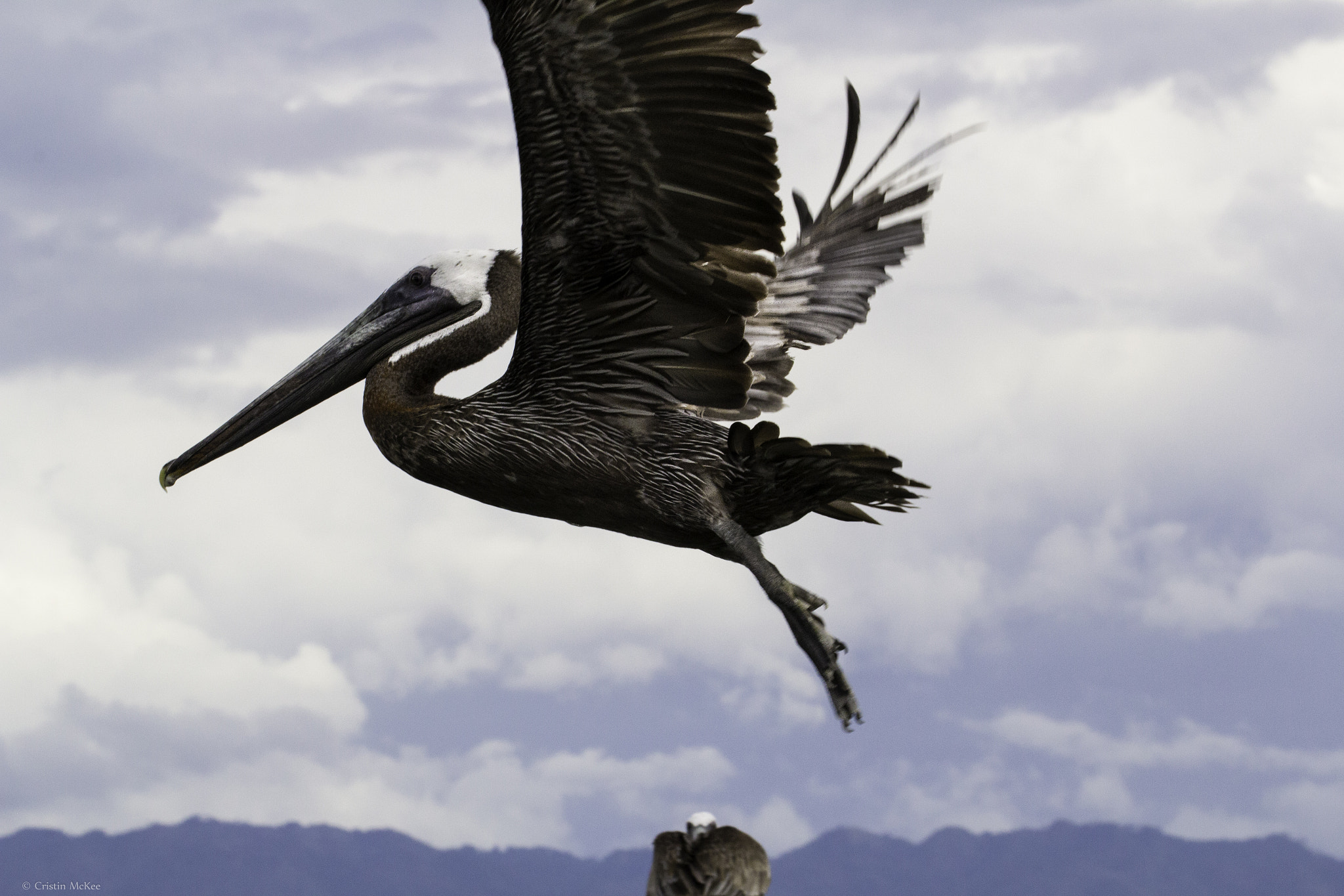 Canon EF 70-300mm F4-5.6L IS USM sample photo. Pelican in los haitises national park photography