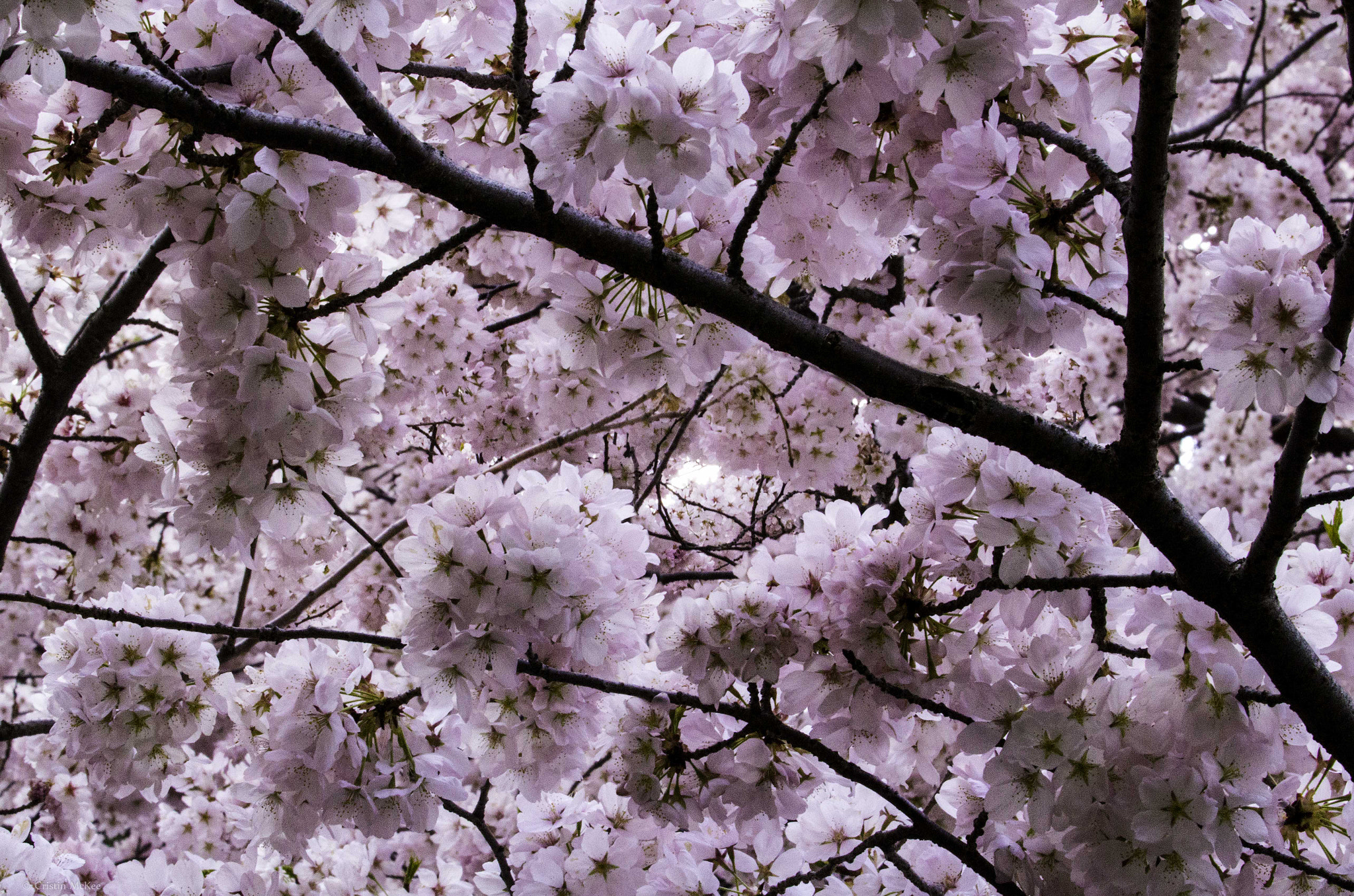 Canon EF 70-300mm F4-5.6L IS USM sample photo. Cherry blossoms photography
