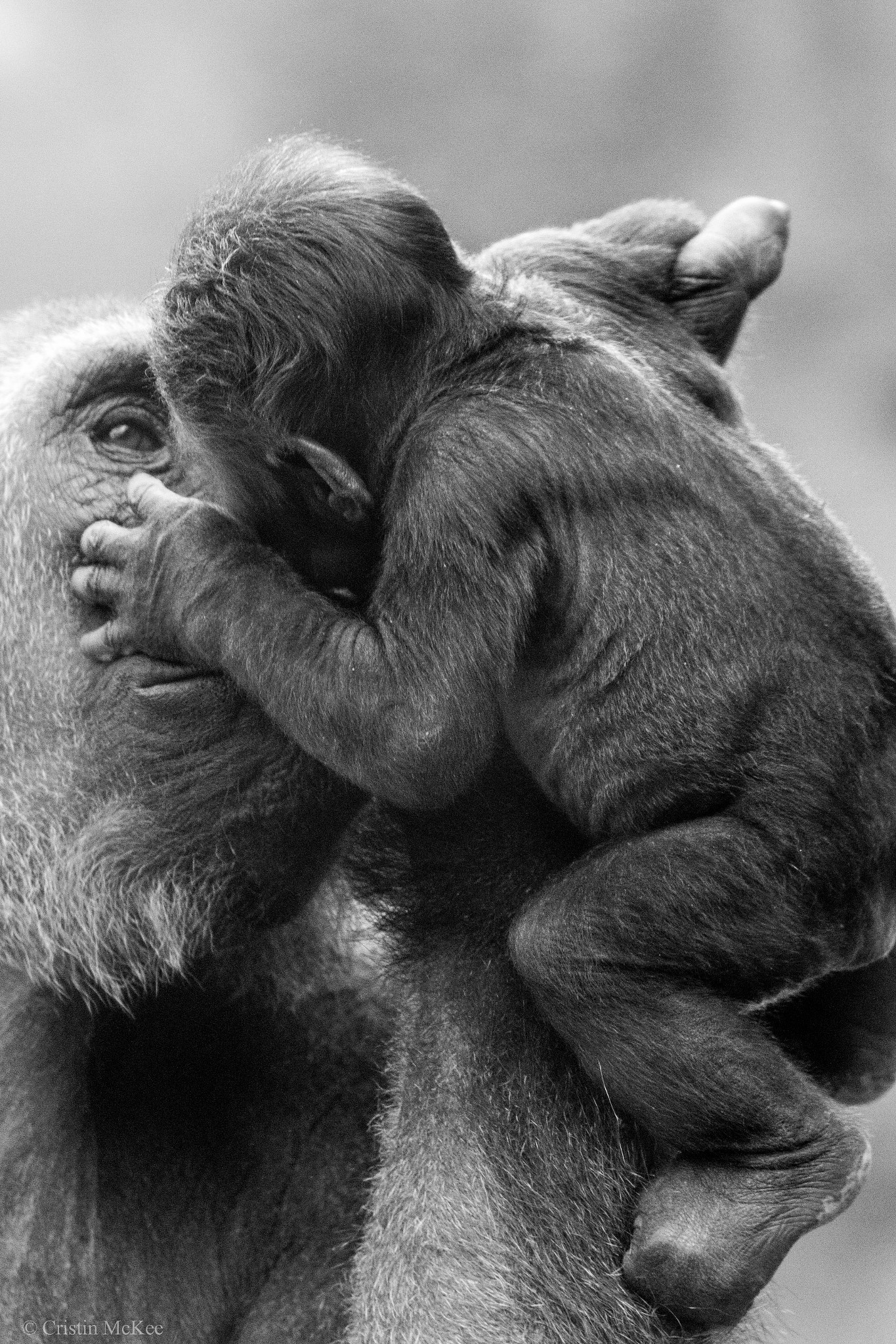 Canon EF 70-300mm F4-5.6L IS USM sample photo. Gorilla family photography