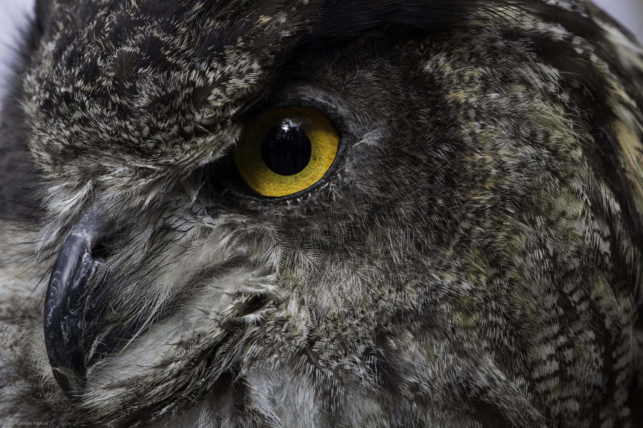 Canon EF 70-300mm F4-5.6L IS USM sample photo. Eagle owl close-up photography