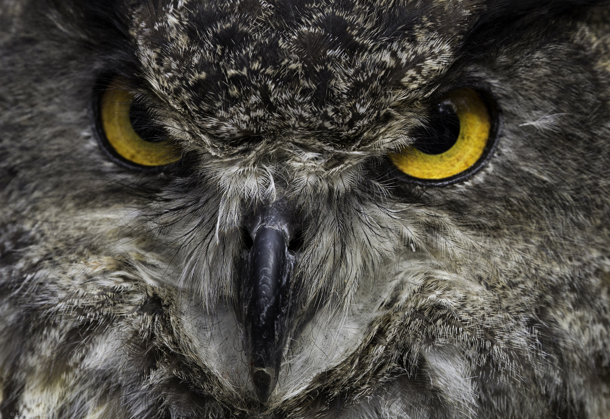 Canon EF 70-300mm F4-5.6L IS USM sample photo. Eagle owl close-up photography