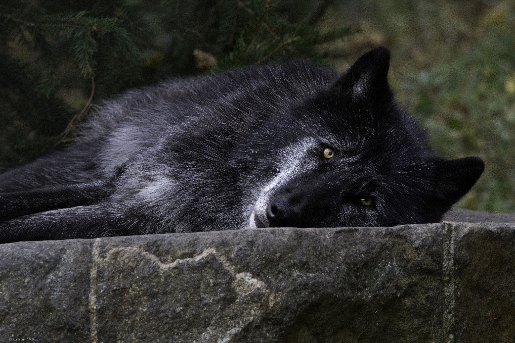 Canon EF 70-300mm F4-5.6L IS USM sample photo. Black wolf photography