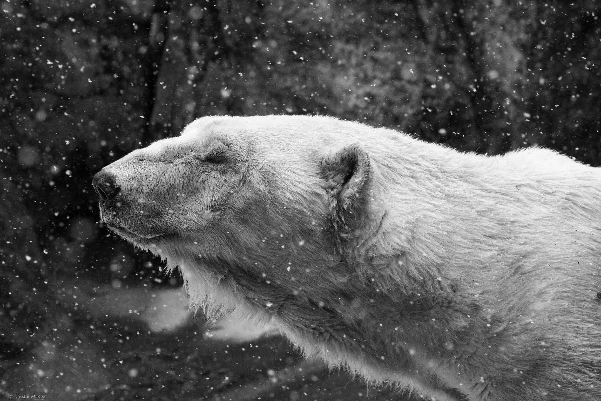 Canon EF 70-300mm F4-5.6L IS USM sample photo. Polar bear photography