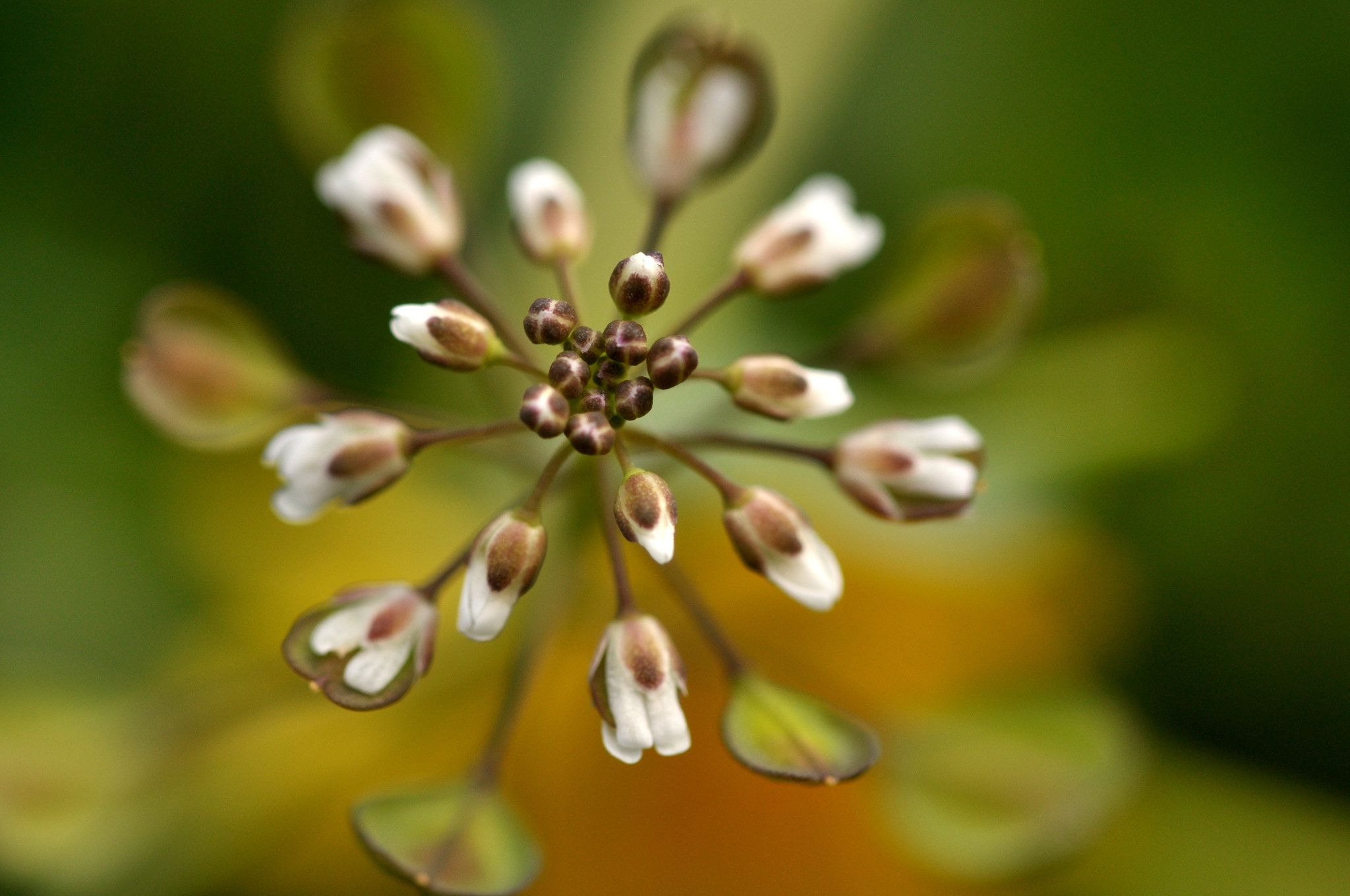 Sigma 105mm F2.8 EX DG OS HSM sample photo. Layers photography